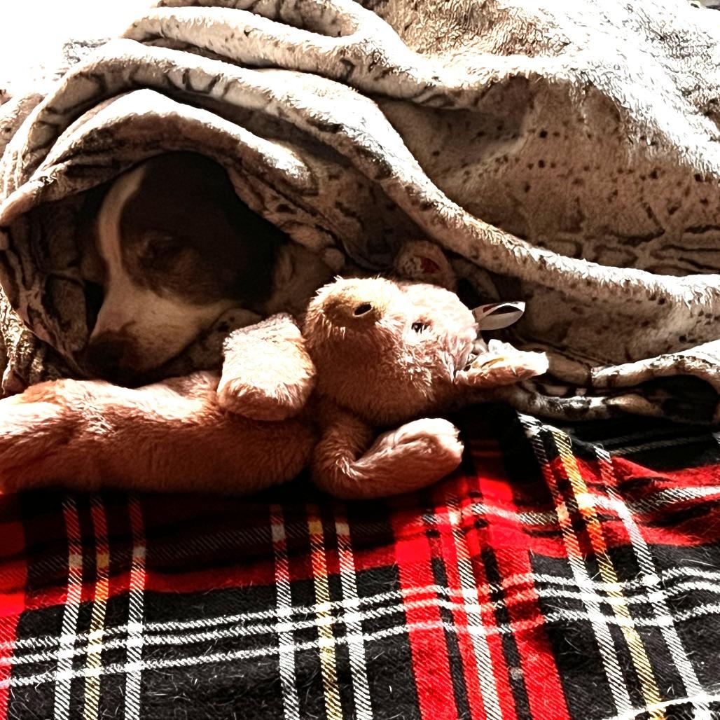 Artie — thumbnail 4