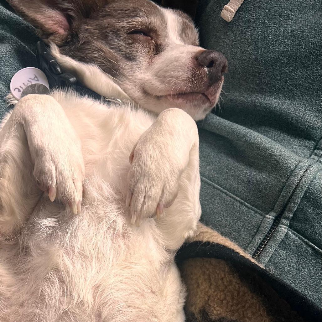 Artie — thumbnail 6