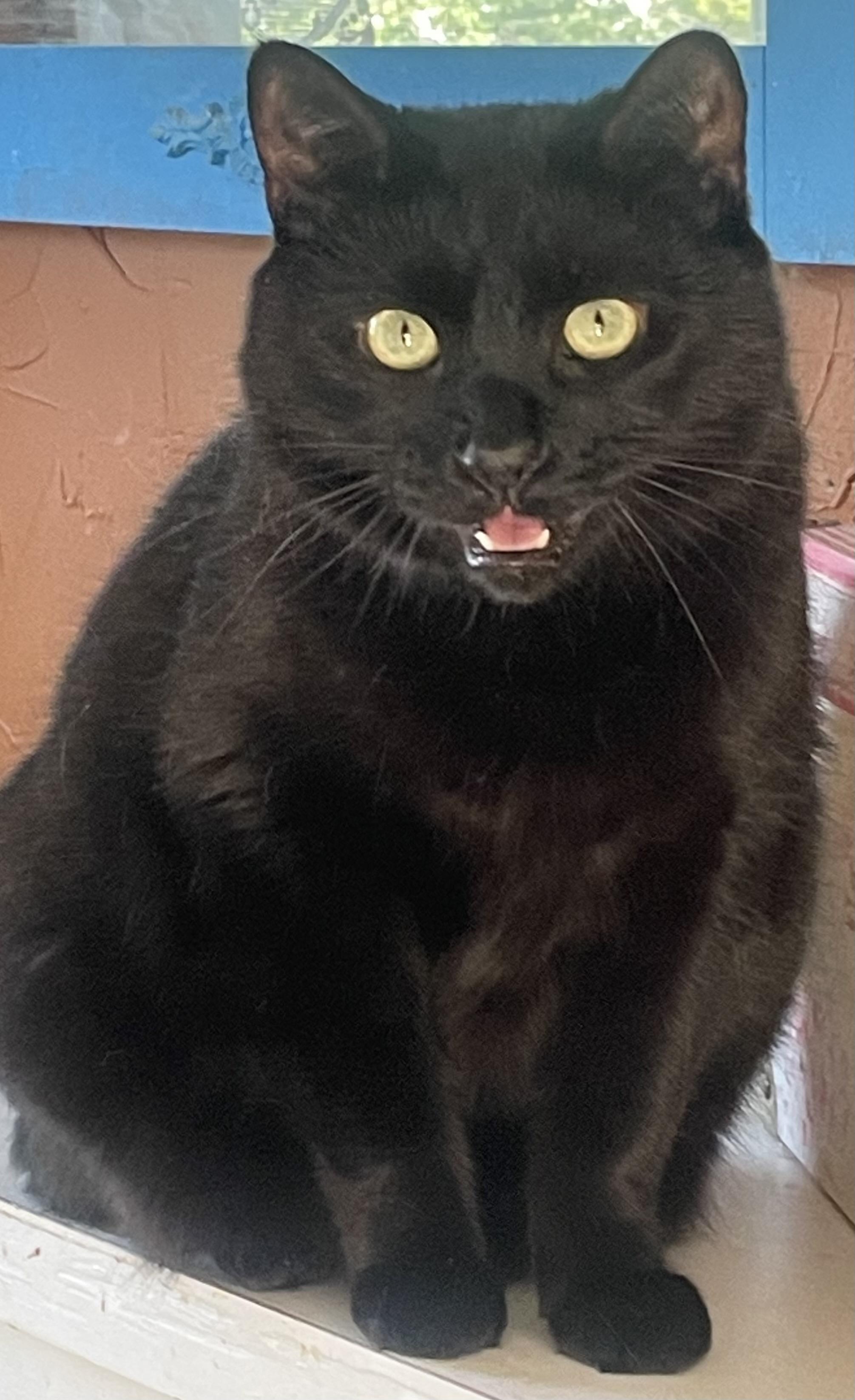 Enlarge Melly, a Adoptable Domestic Short Hair in Alexandria, VA image 5/5