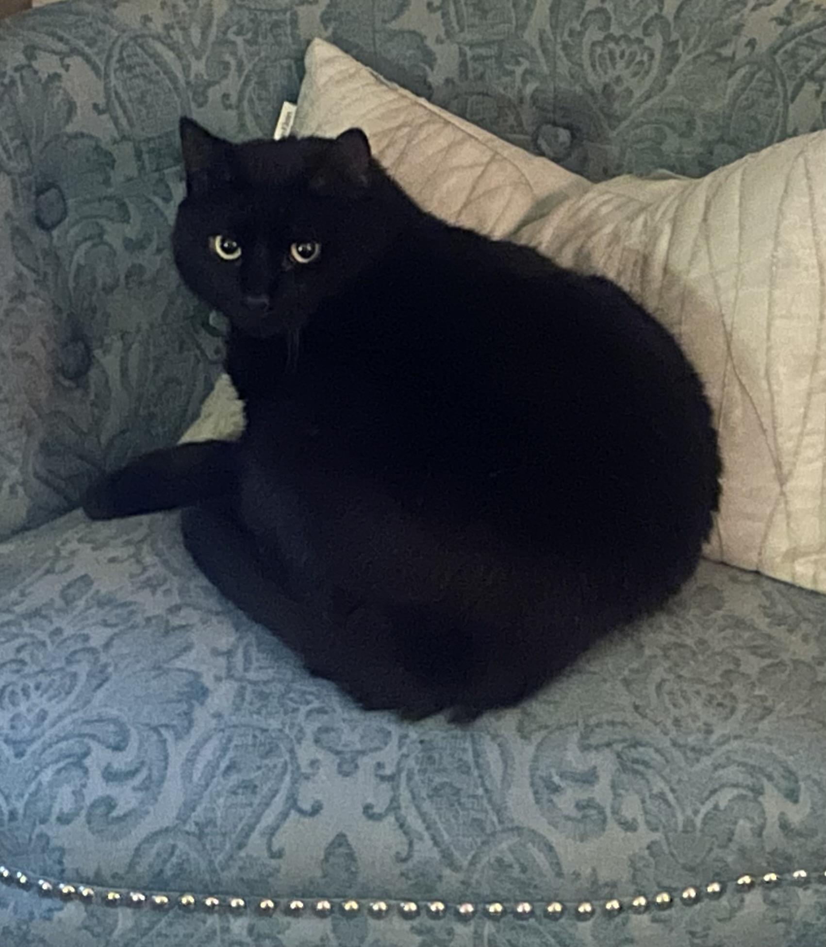 Enlarge Melly, a Adoptable Domestic Short Hair in Alexandria, VA image 2/5