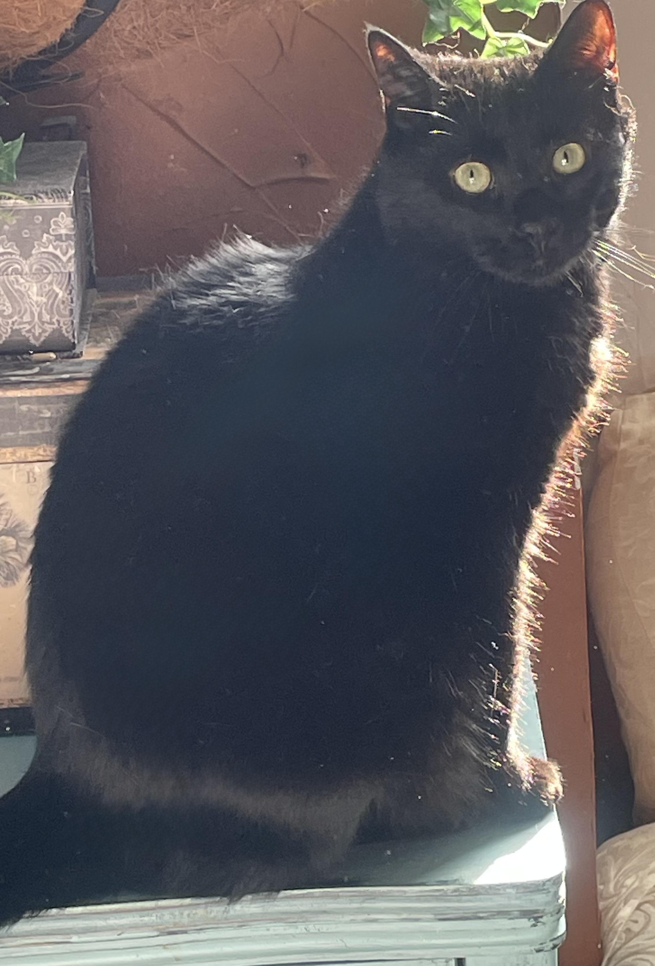 Enlarge Melly, a Adoptable Domestic Short Hair in Alexandria, VA image 4/5