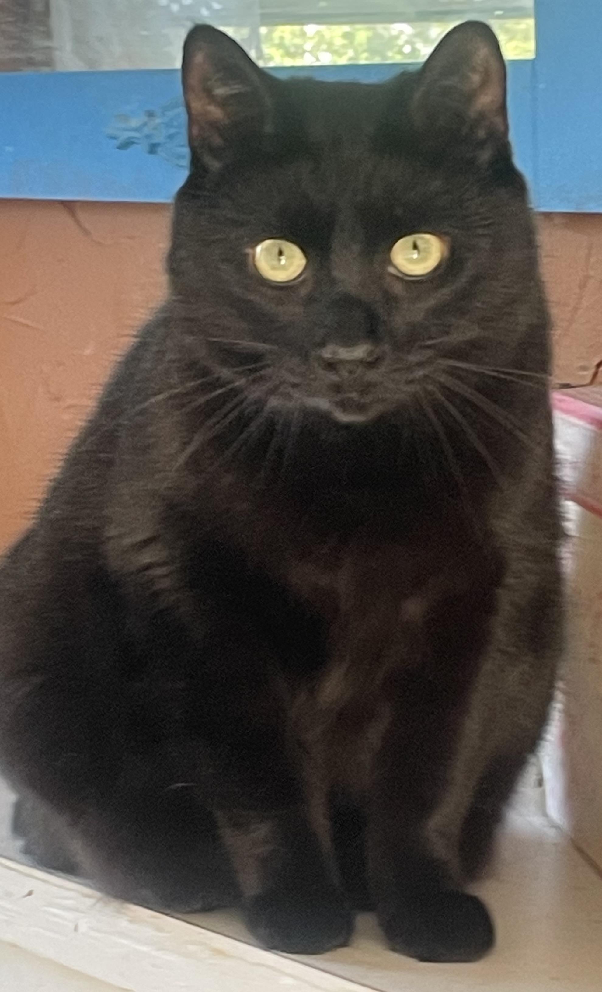 Enlarge Melly, a Adoptable Domestic Short Hair in Alexandria, VA image 3/5