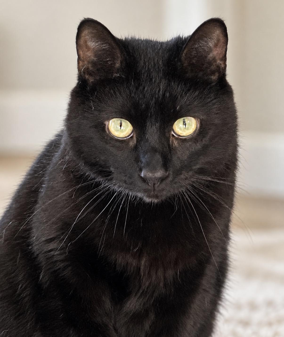 Enlarge Melly, a Adoptable Domestic Short Hair in Alexandria, VA image 1/5