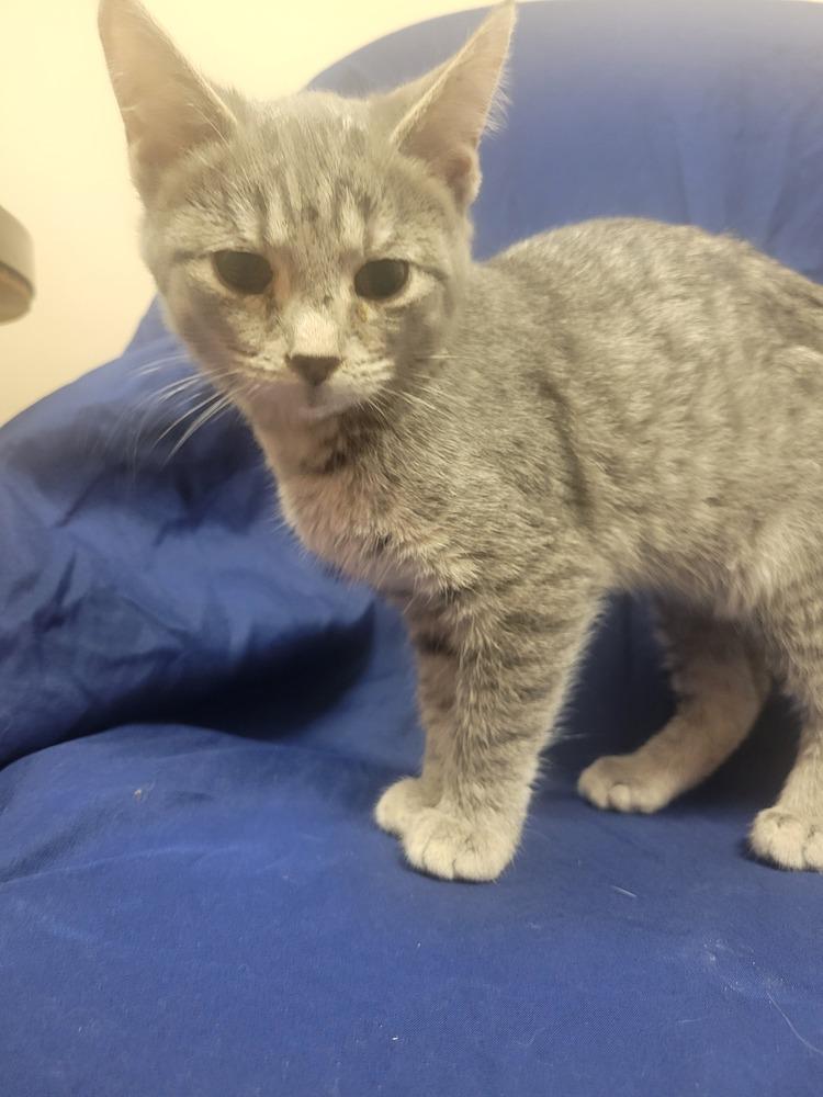 Enlarge Penny, a Adoptable Domestic Short Hair in Lorain, OH image 1/4
