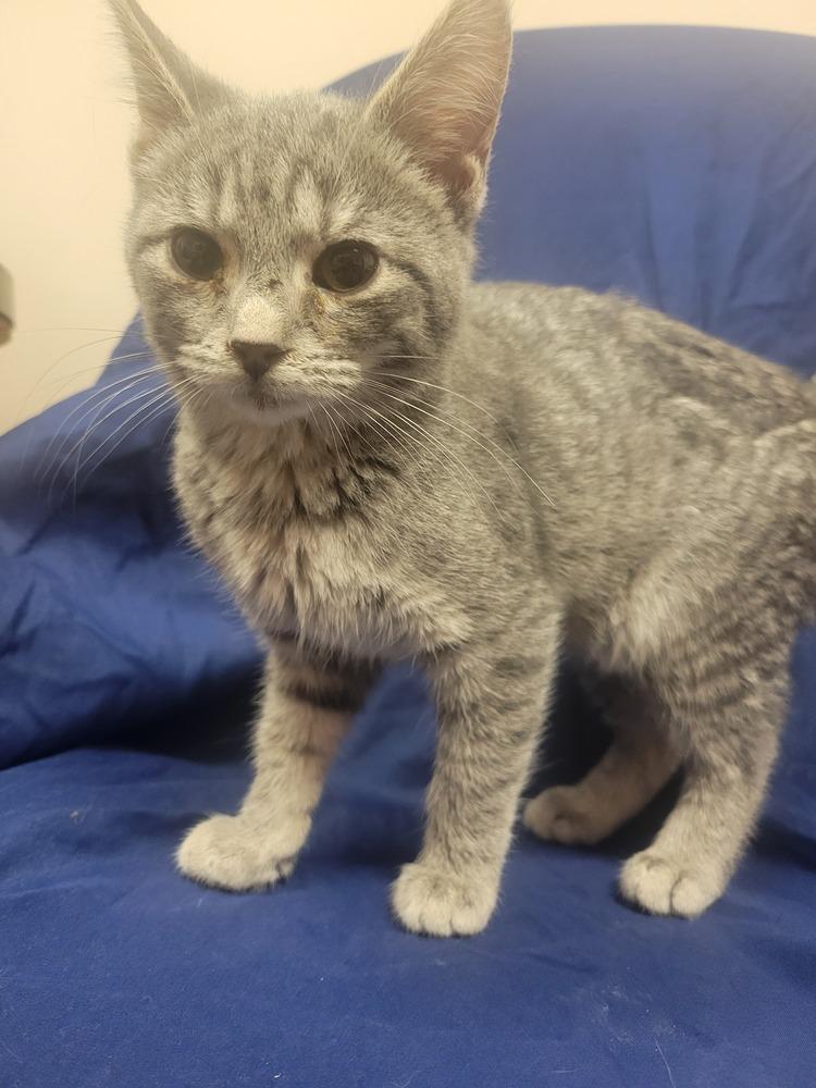 Enlarge Penny, a Adoptable Domestic Short Hair in Lorain, OH image 2/4