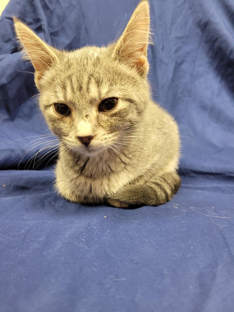 Enlarge Penny, a Adoptable Domestic Short Hair in Lorain, OH image 3/4