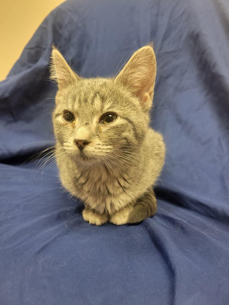 Enlarge Penny, a Adoptable Domestic Short Hair in Lorain, OH image 4/4
