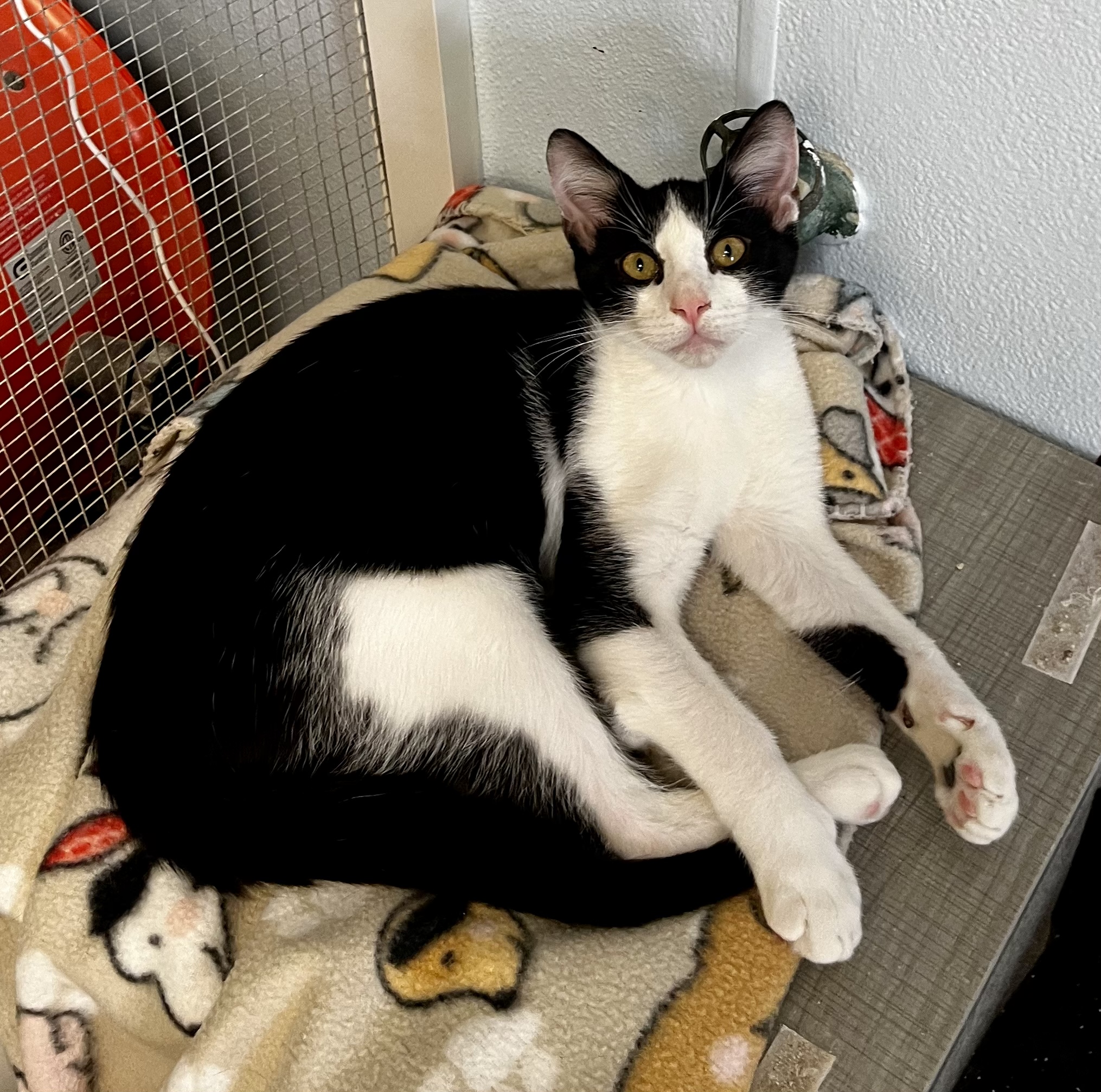 Pantera, a Adoptable Domestic Short Hair in Eglin AFB, FL image 2/2