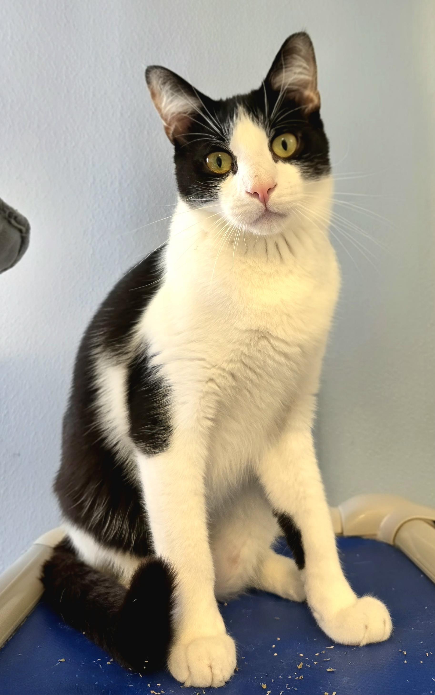 Pantera, an adoptable Domestic Short Hair in Eglin AFB, FL, 32542 | Photo Image 1