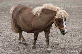 Beany- PROD TEST NOT FOR ADOPTION, Adoptable, Young Female Miniature Horse.