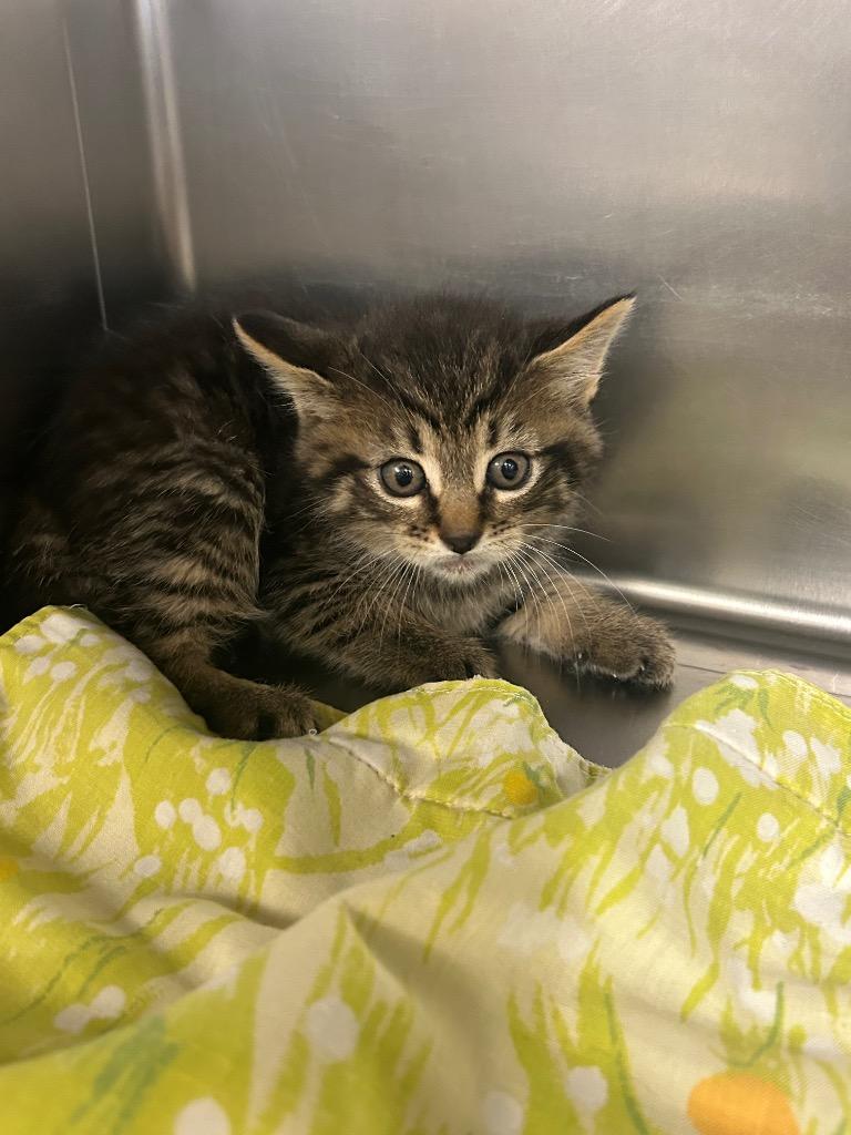 Drake, Adoptable, Kitten Male Domestic Short Hair.