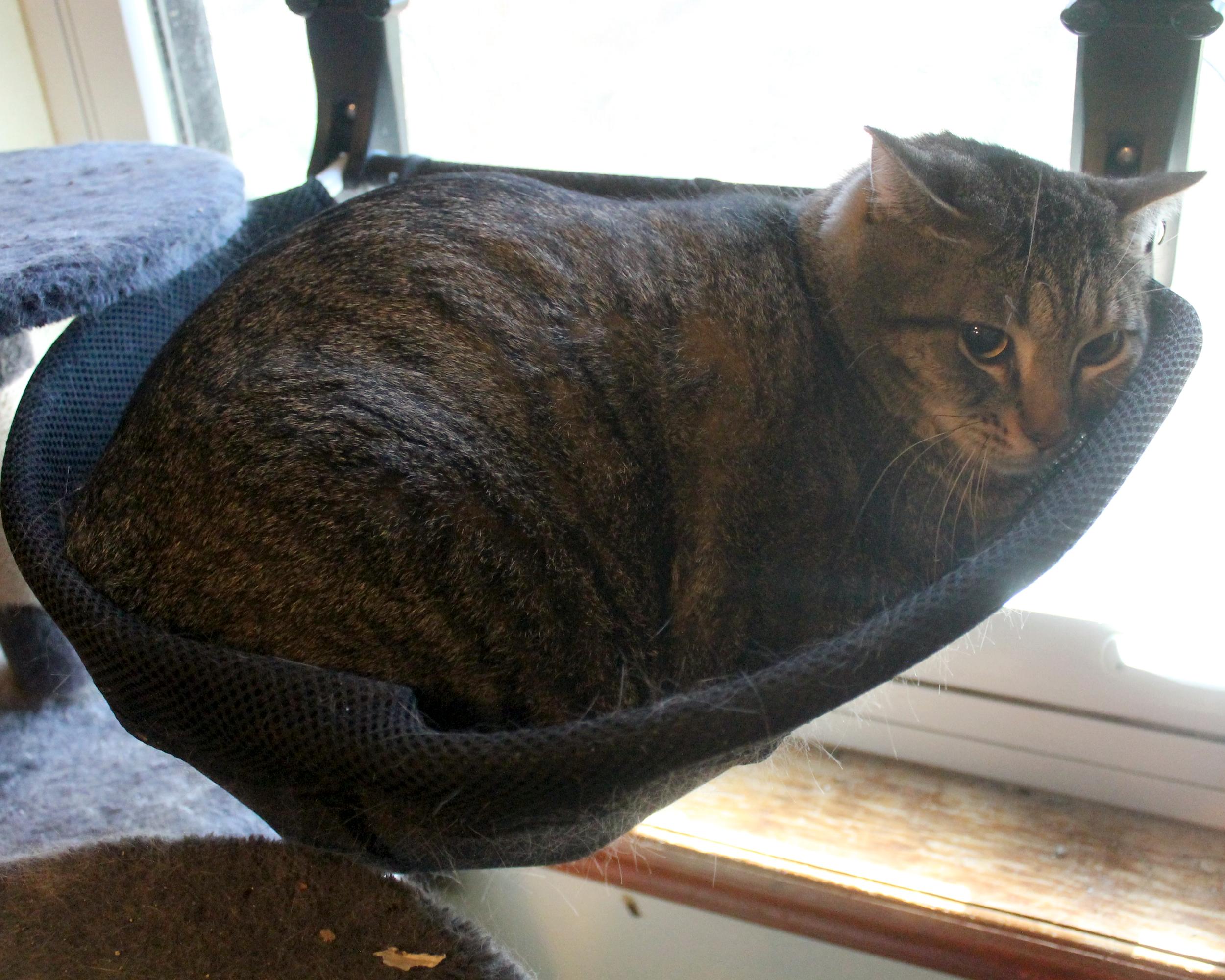 Enlarge Meatloaf, a Adoptable Domestic Short Hair in Guthrie, OK image 2/2