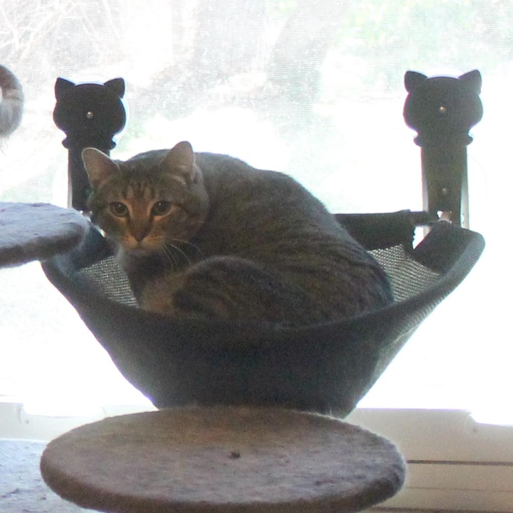Enlarge Meatloaf, a Adoptable Domestic Short Hair in Guthrie, OK image 1/2