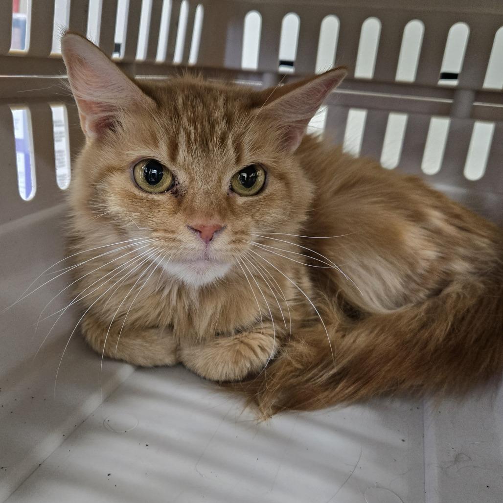 Myra, Adoptable, Adult Female Domestic Long Hair.