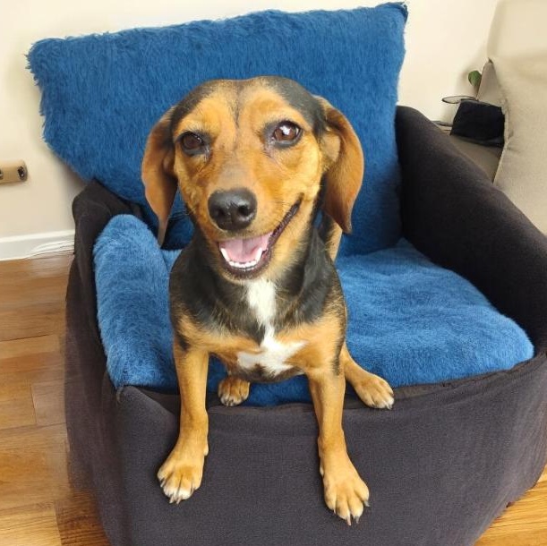 Enlarge Gia, an adopted mixed breed in Winter haven, FL image 1/2