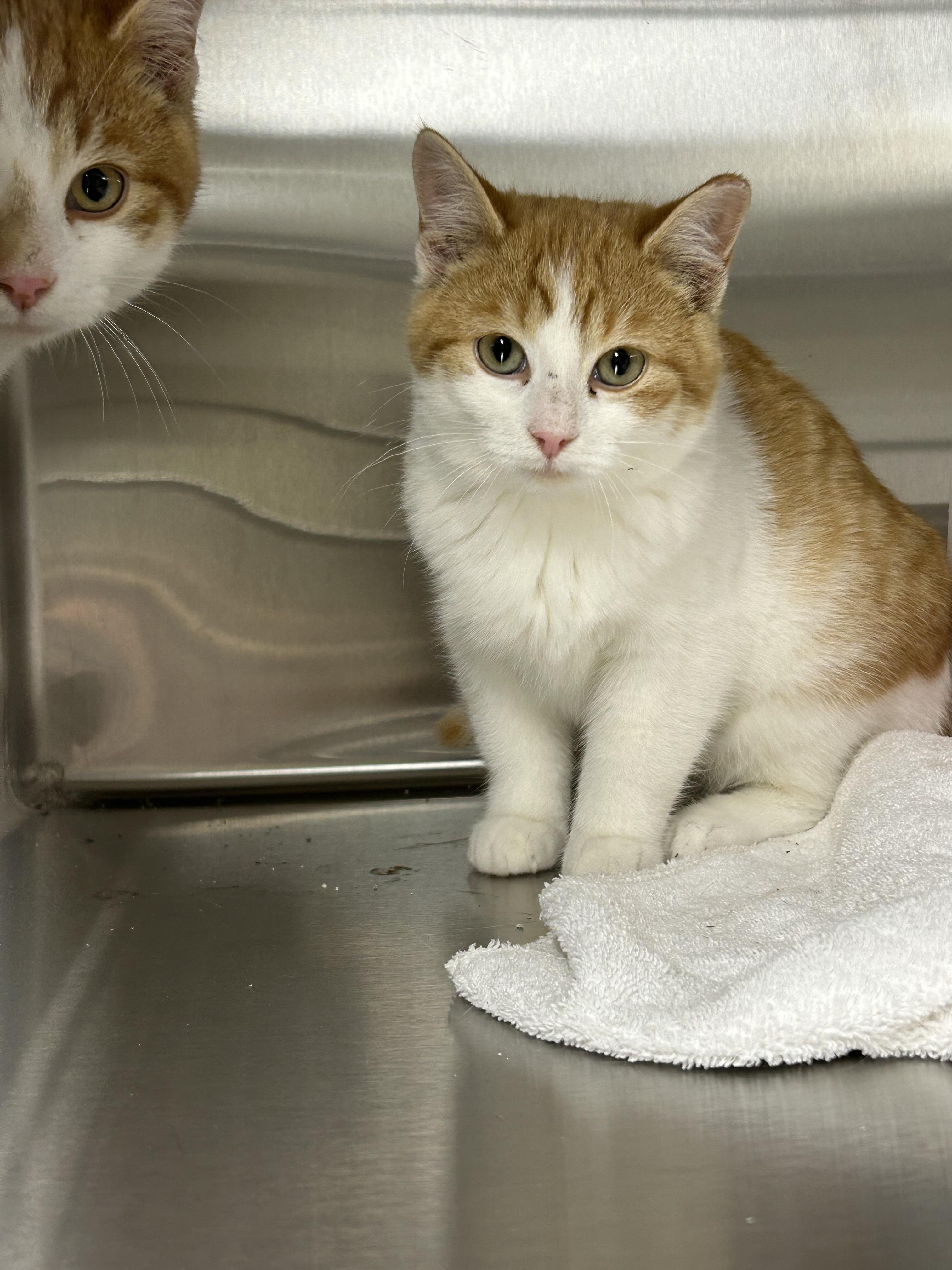 Cara Cara, a Adoptable Domestic Short Hair in Caledon, ON image 1/2