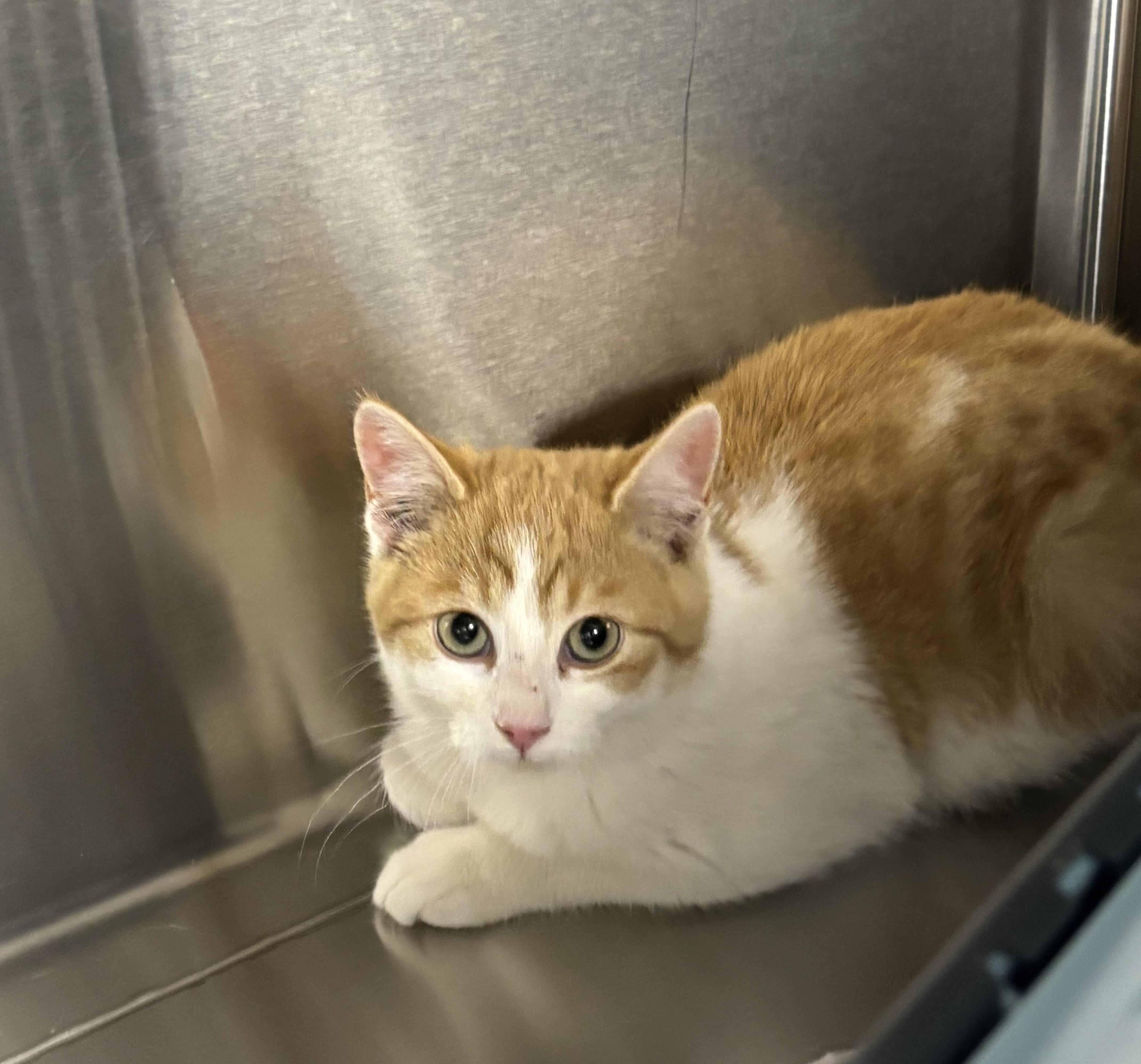 Cara Cara, a Adoptable Domestic Short Hair in Caledon, ON image 2/2