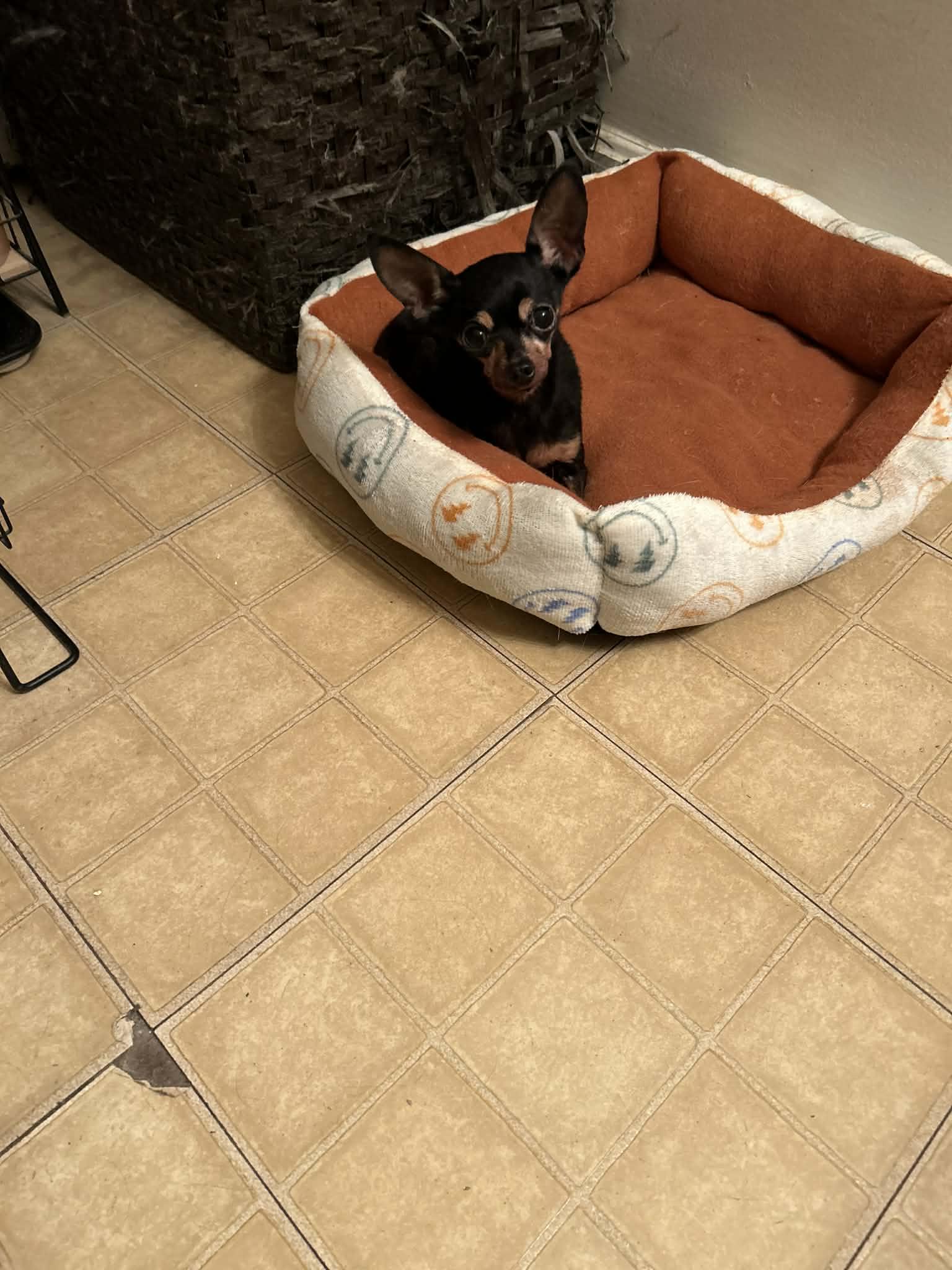 Enlarge ChiChi, an adopted Chihuahua in Hazelwood, MO image 3/4