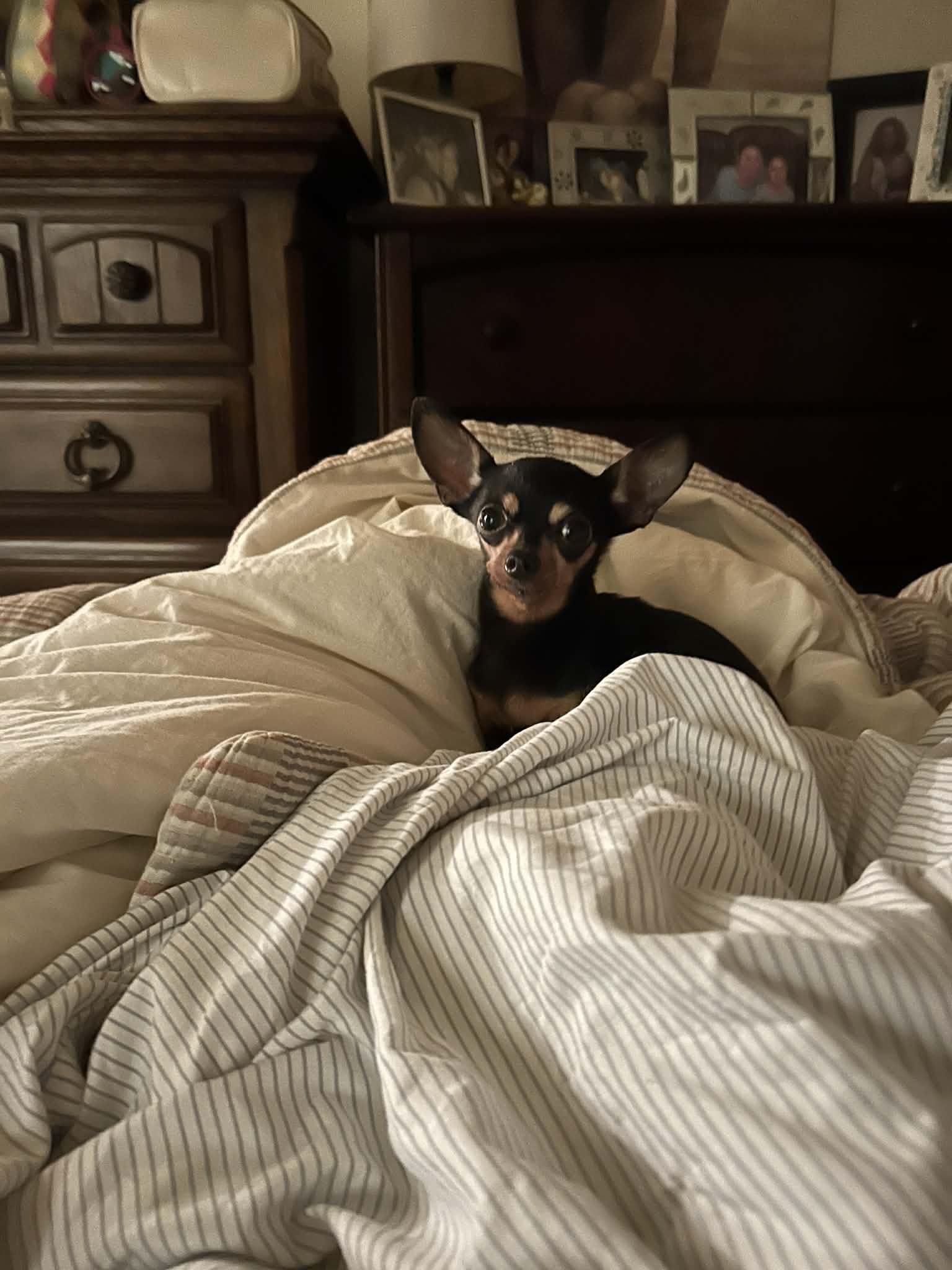 Enlarge ChiChi, an adopted Chihuahua in Hazelwood, MO image 2/4