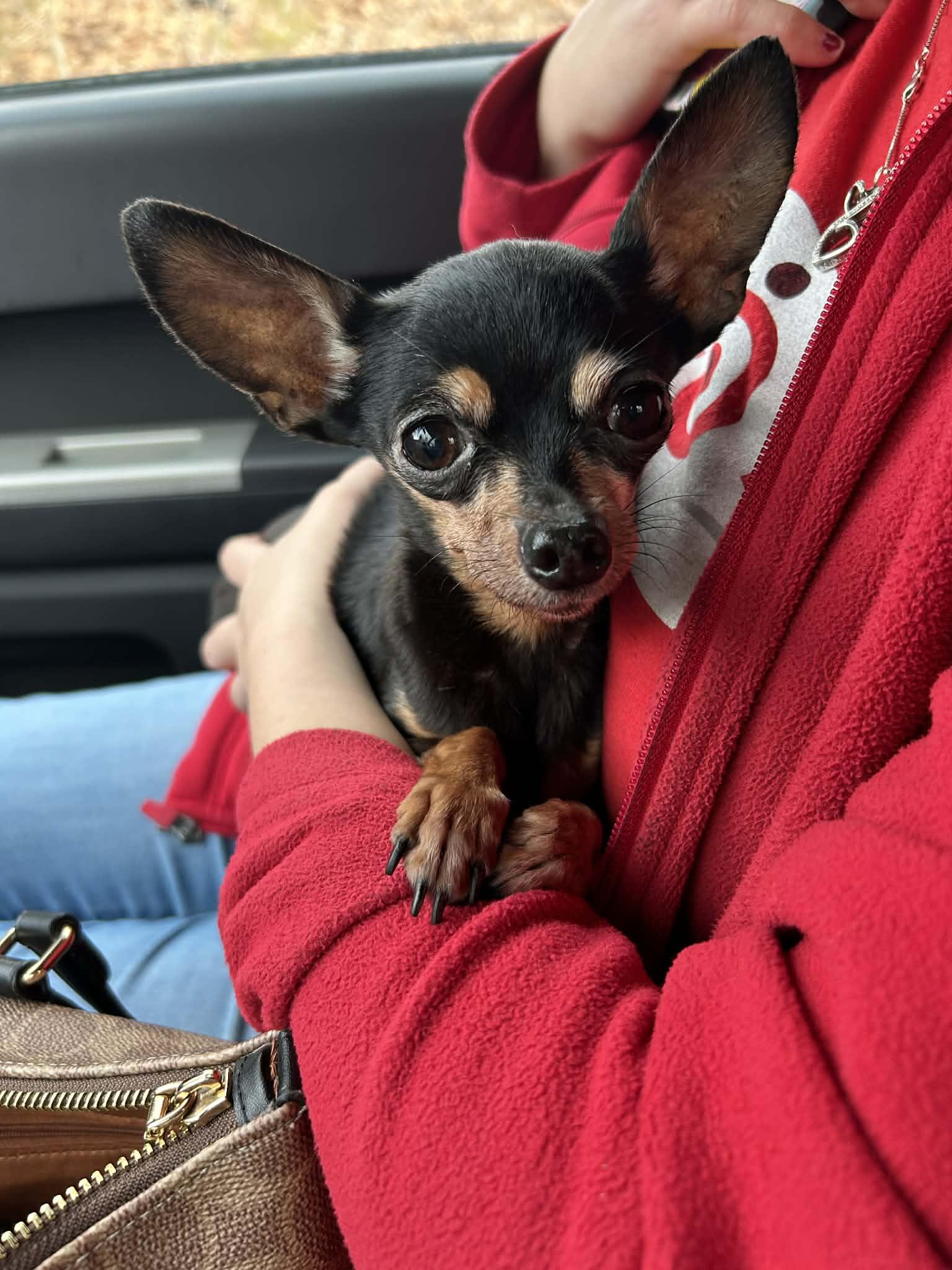 Enlarge ChiChi, an adopted Chihuahua in Hazelwood, MO image 1/4