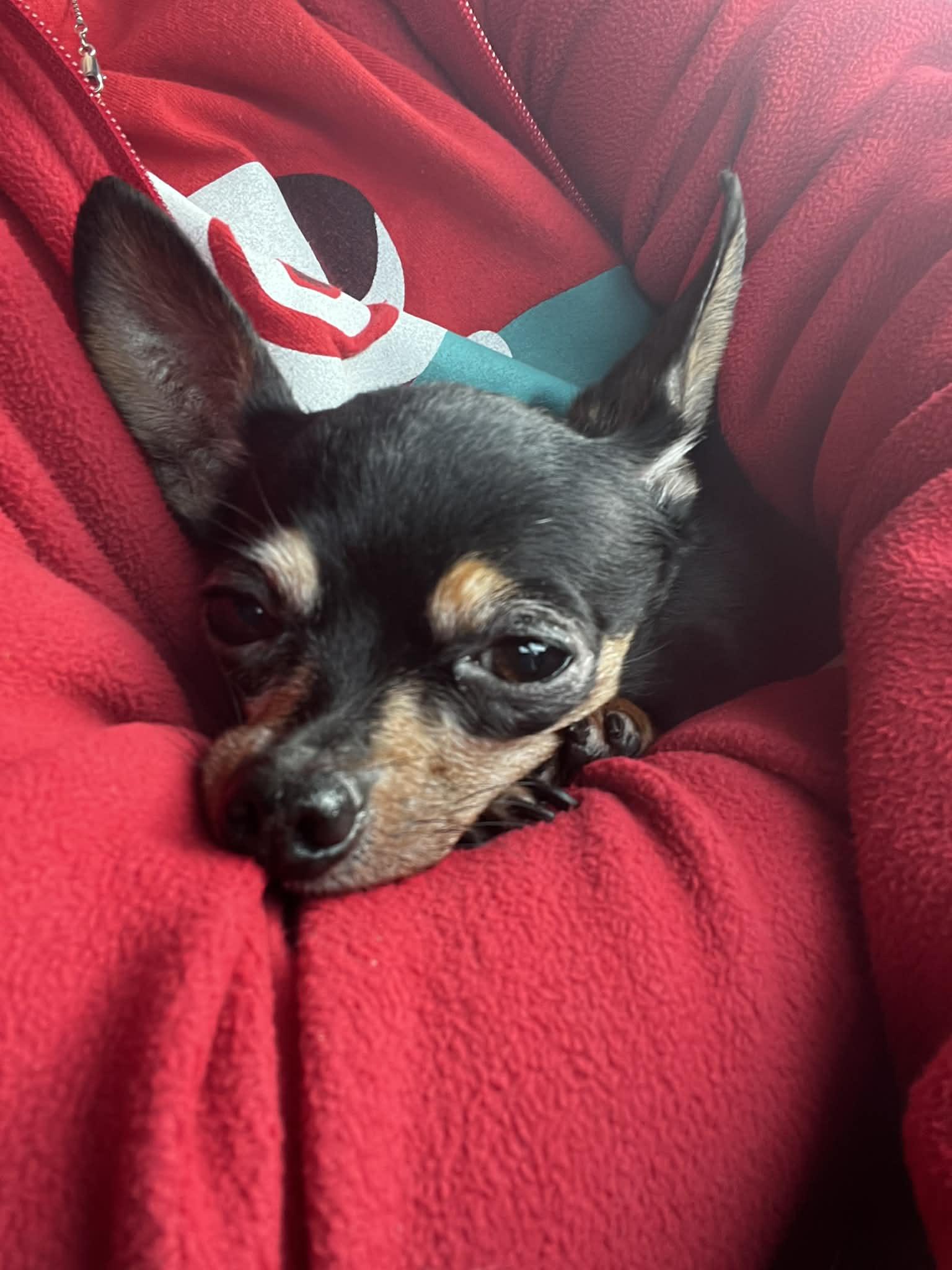 Enlarge ChiChi, an adopted Chihuahua in Hazelwood, MO image 4/4