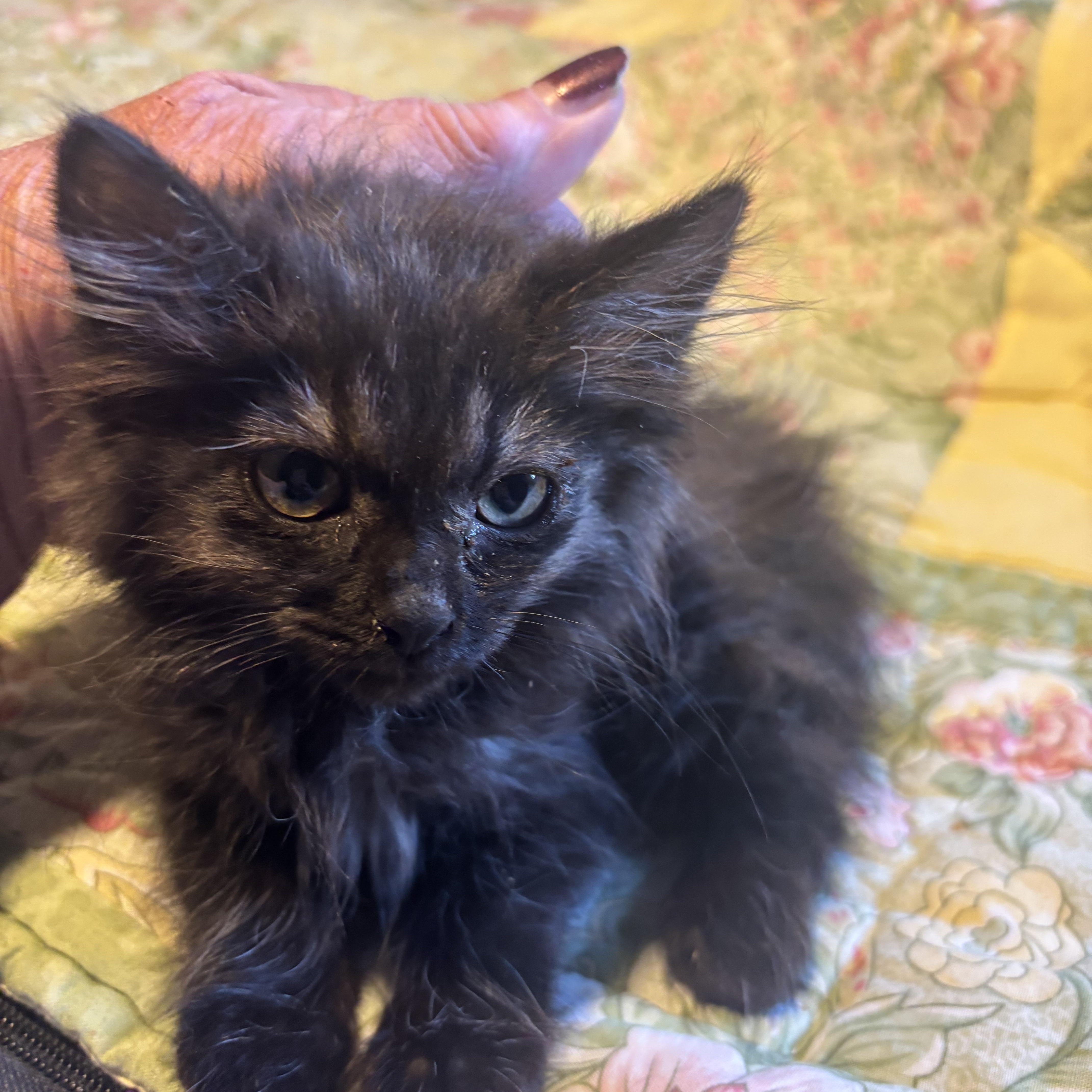 Voodoo, Adopted, Kitten Female Maine Coon & Domestic Long Hair.