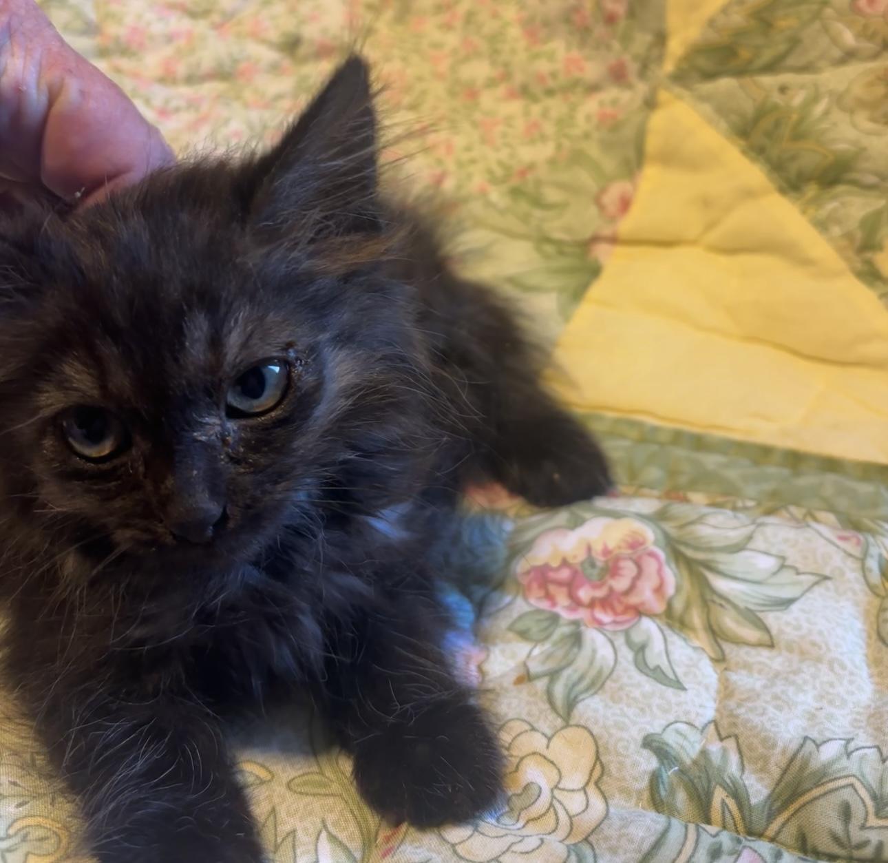 Enlarge Voodoo, a Adopted mixed breed in Lancaster, CA image 2/4