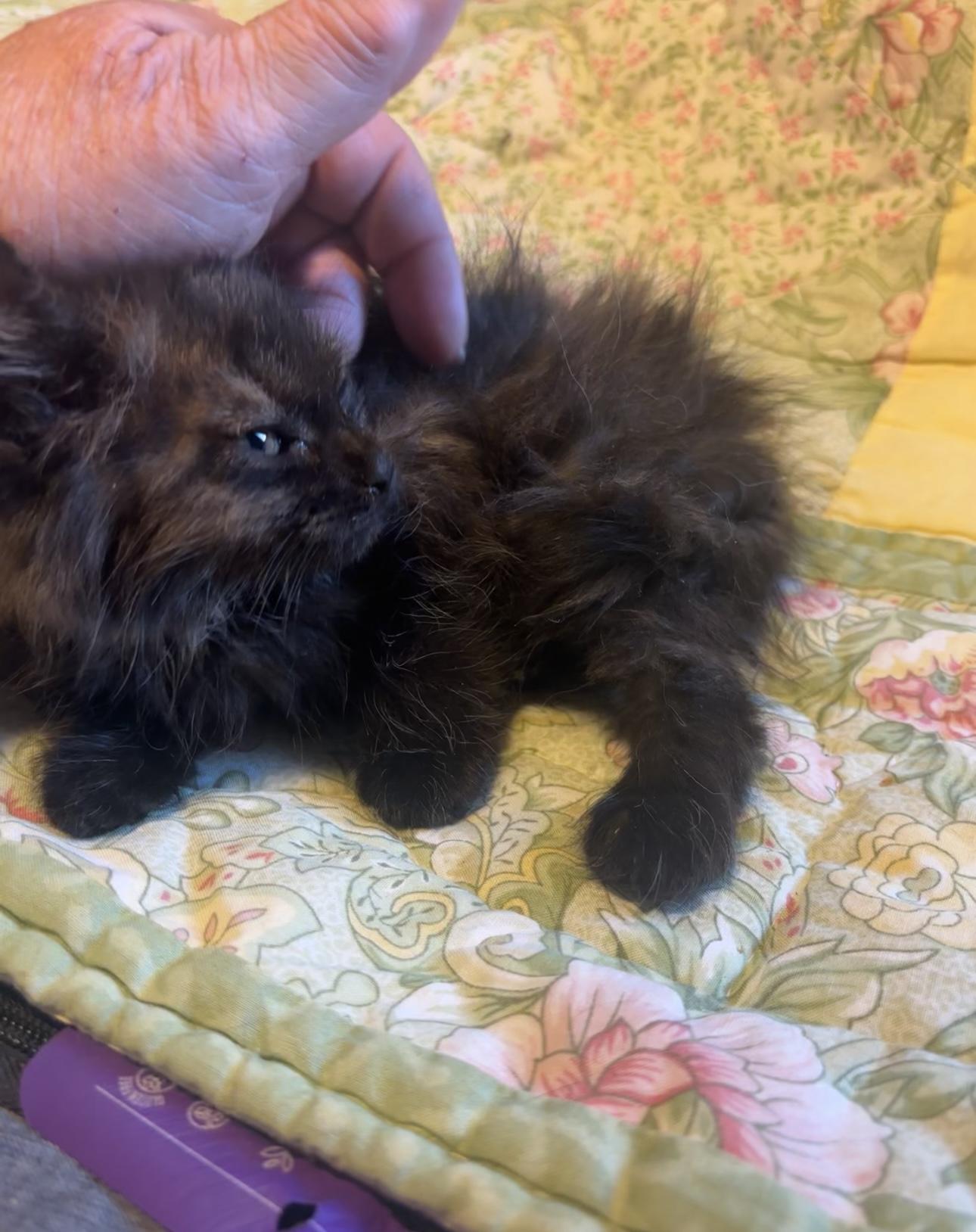 Enlarge Voodoo, a Adopted mixed breed in Lancaster, CA image 3/4