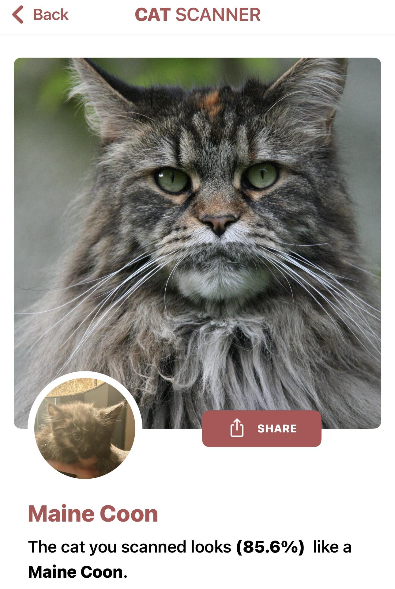 Enlarge Voodoo, a Adopted mixed breed in Lancaster, CA image 4/4