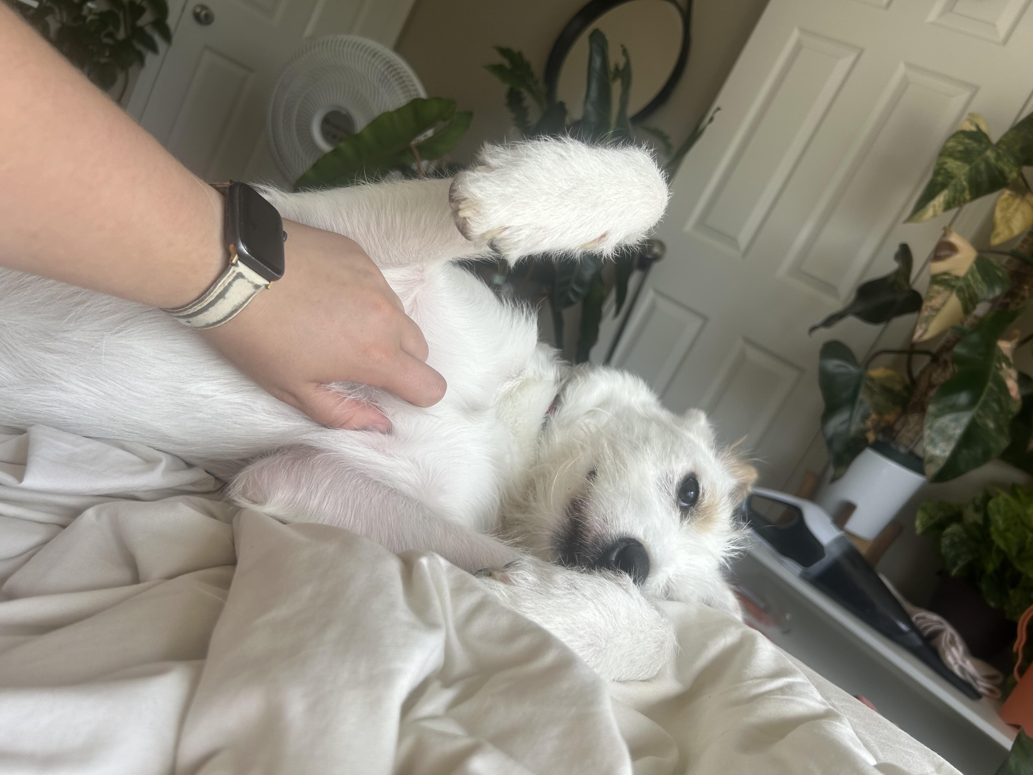 Sophie 5