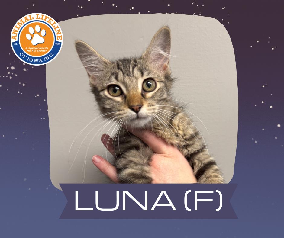 Enlarge Luna, a ADOPTABLE Domestic Medium Hair in Des Moines, IA image 1/3