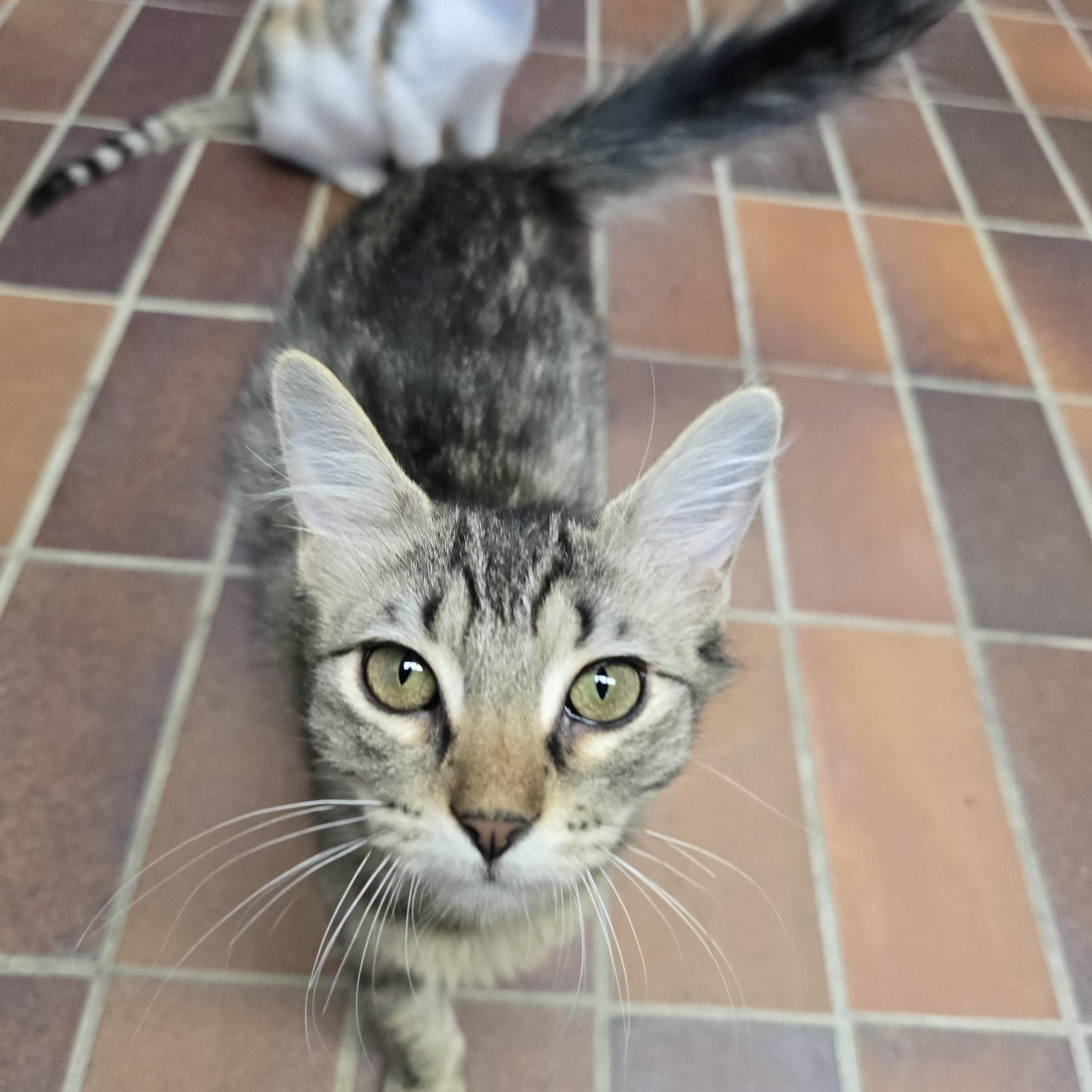 Enlarge Luna, a ADOPTABLE Domestic Medium Hair in Des Moines, IA image 3/3