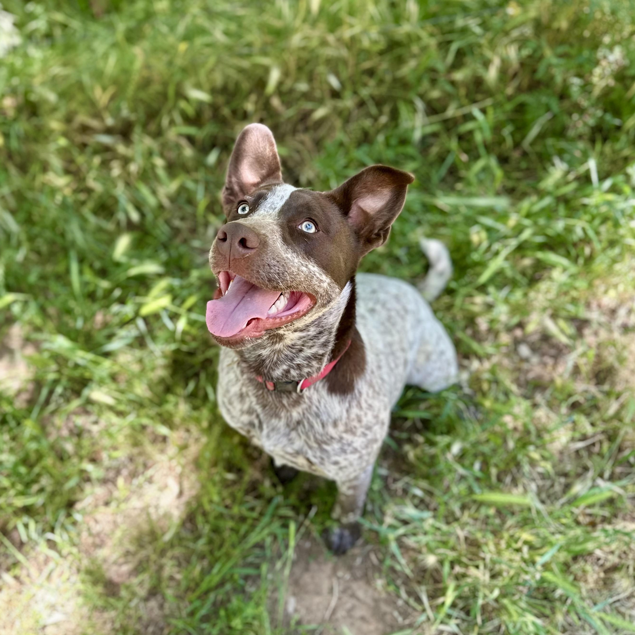 Titan 0125, an adoptable Australian Cattle Dog / Blue Heeler, McNab in Sonora, CA, 95370 | Photo Image 2