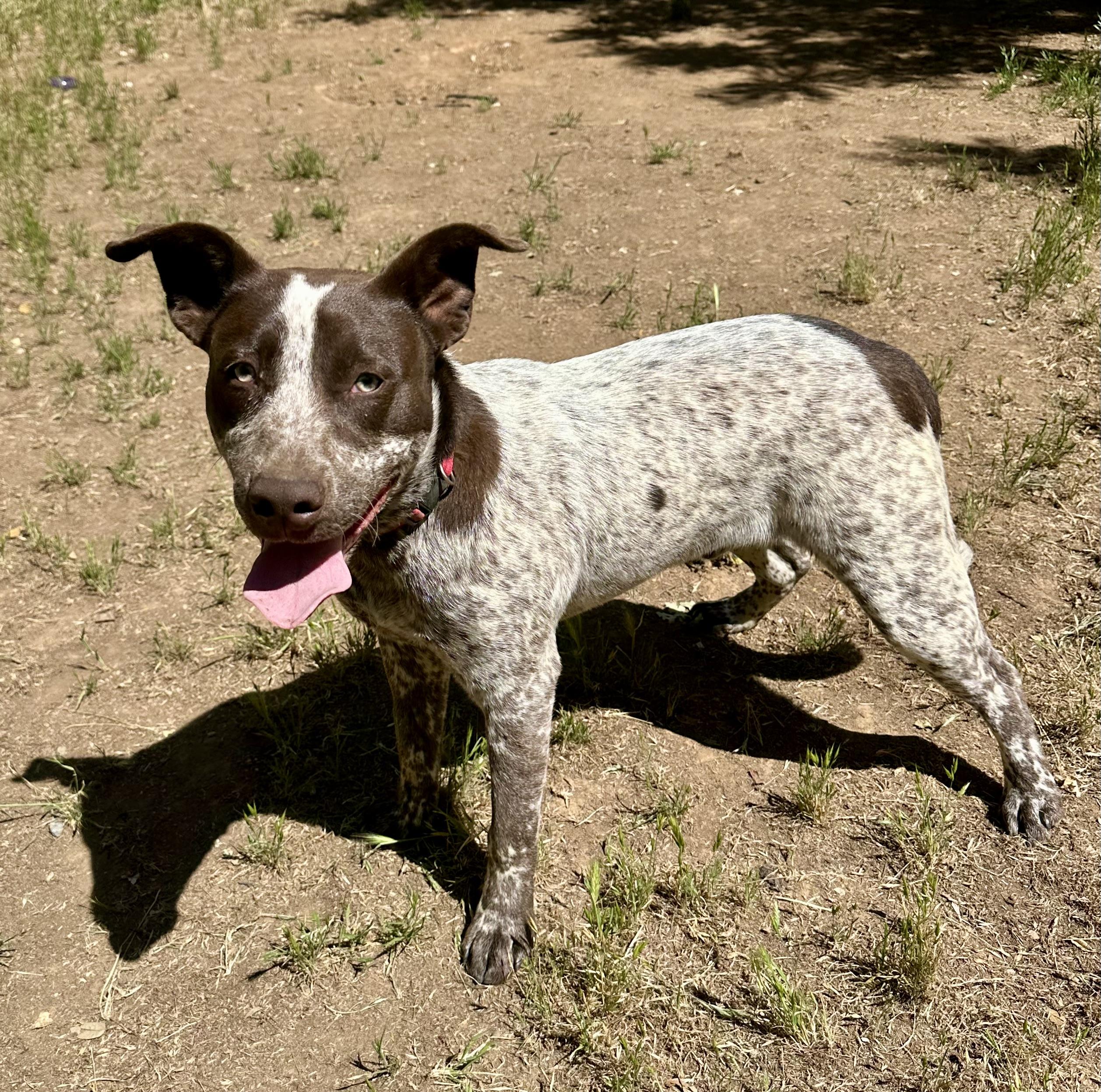 Titan 0125, an adoptable Australian Cattle Dog / Blue Heeler, McNab in Sonora, CA, 95370 | Photo Image 3