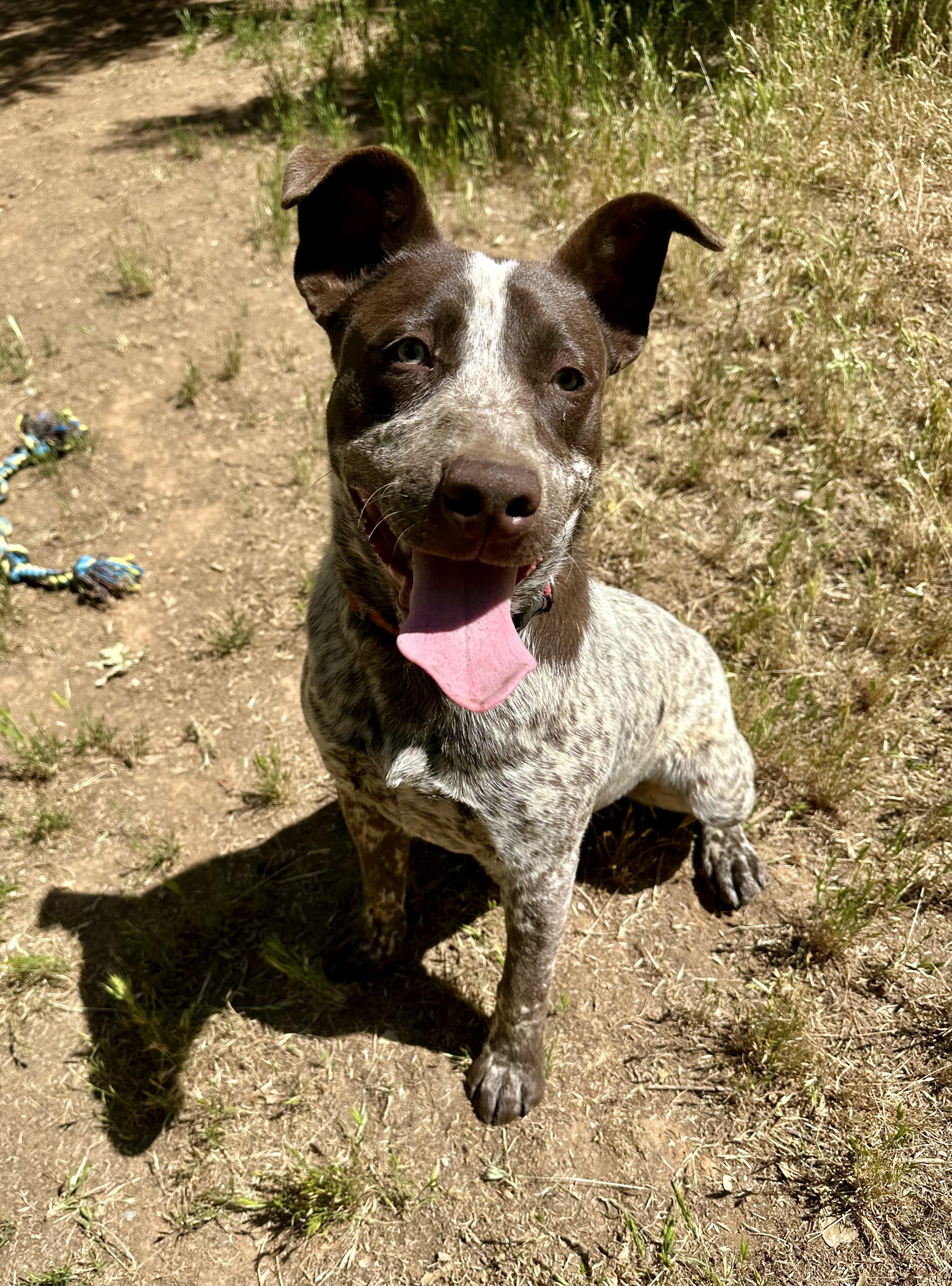 Titan 0125, an adoptable Australian Cattle Dog / Blue Heeler, McNab in Sonora, CA, 95370 | Photo Image 5