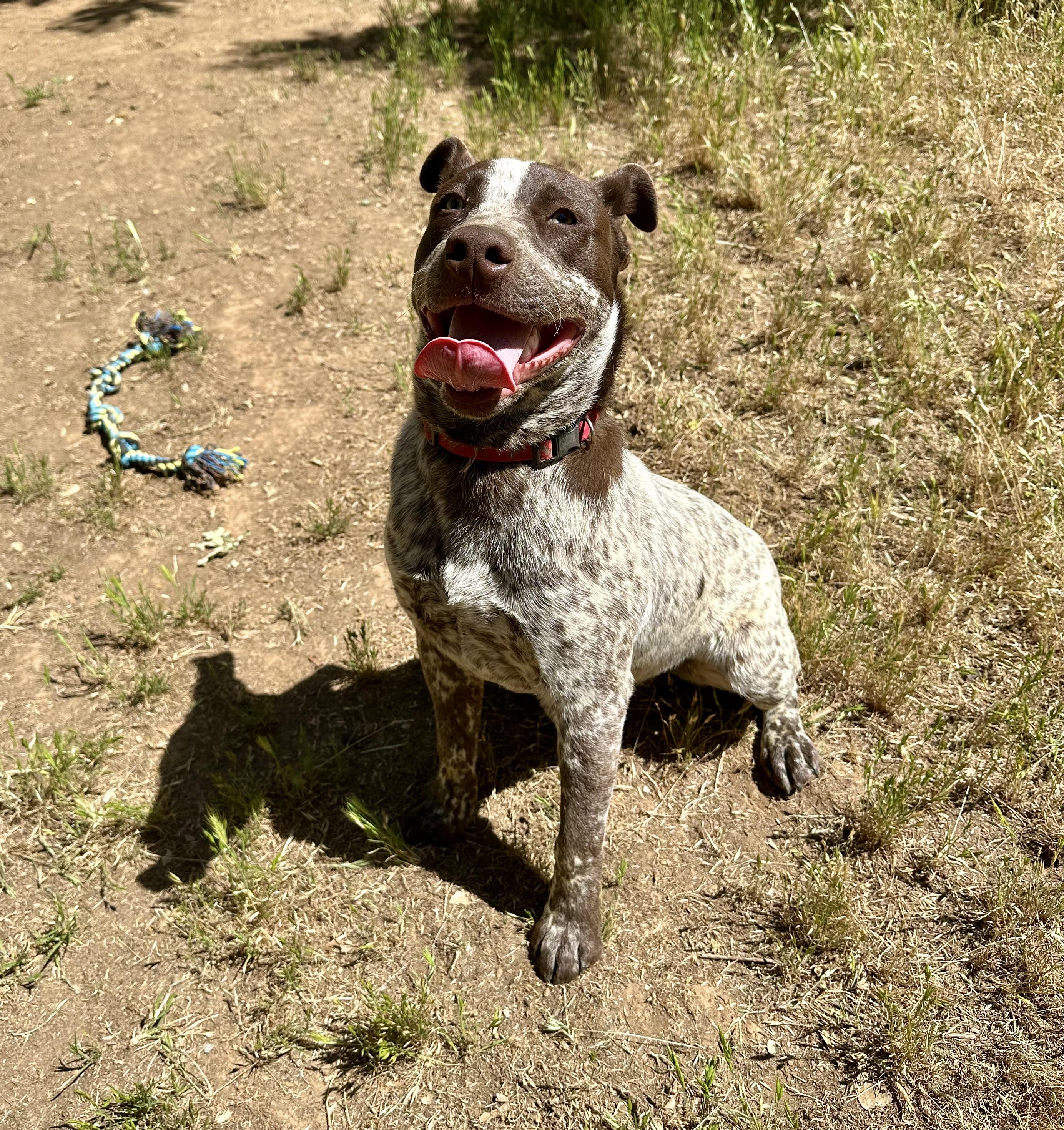 Titan 0125, an adoptable Australian Cattle Dog / Blue Heeler, McNab in Sonora, CA, 95370 | Photo Image 6
