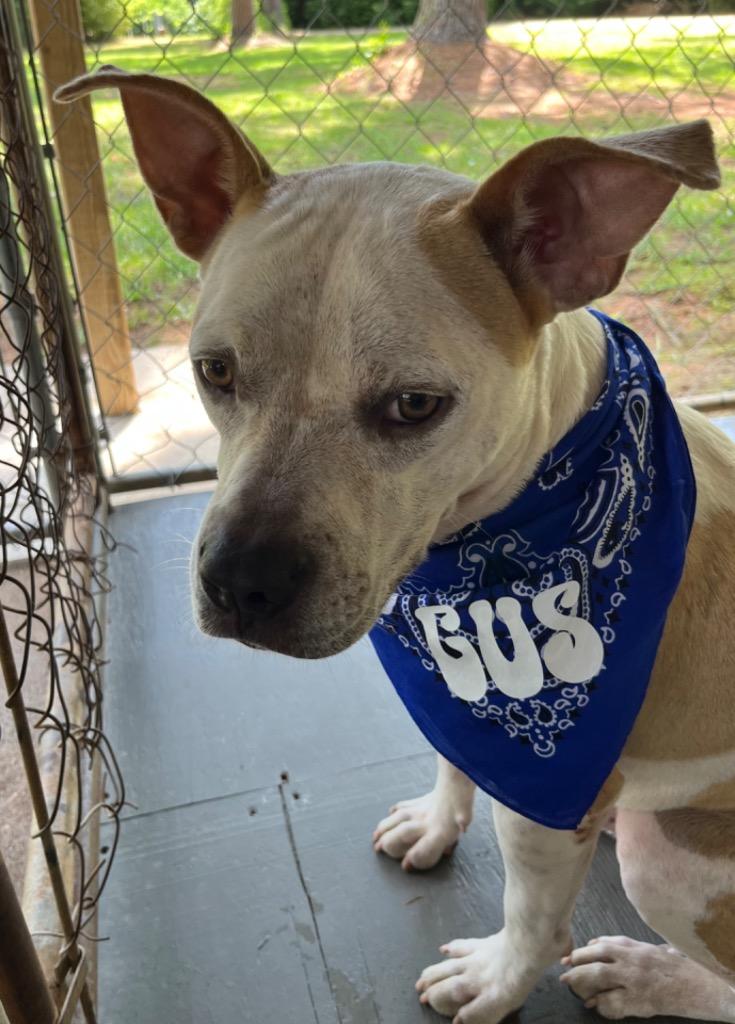 Gus, a Adoptable Terrier in Ruston, LA image 1/2
