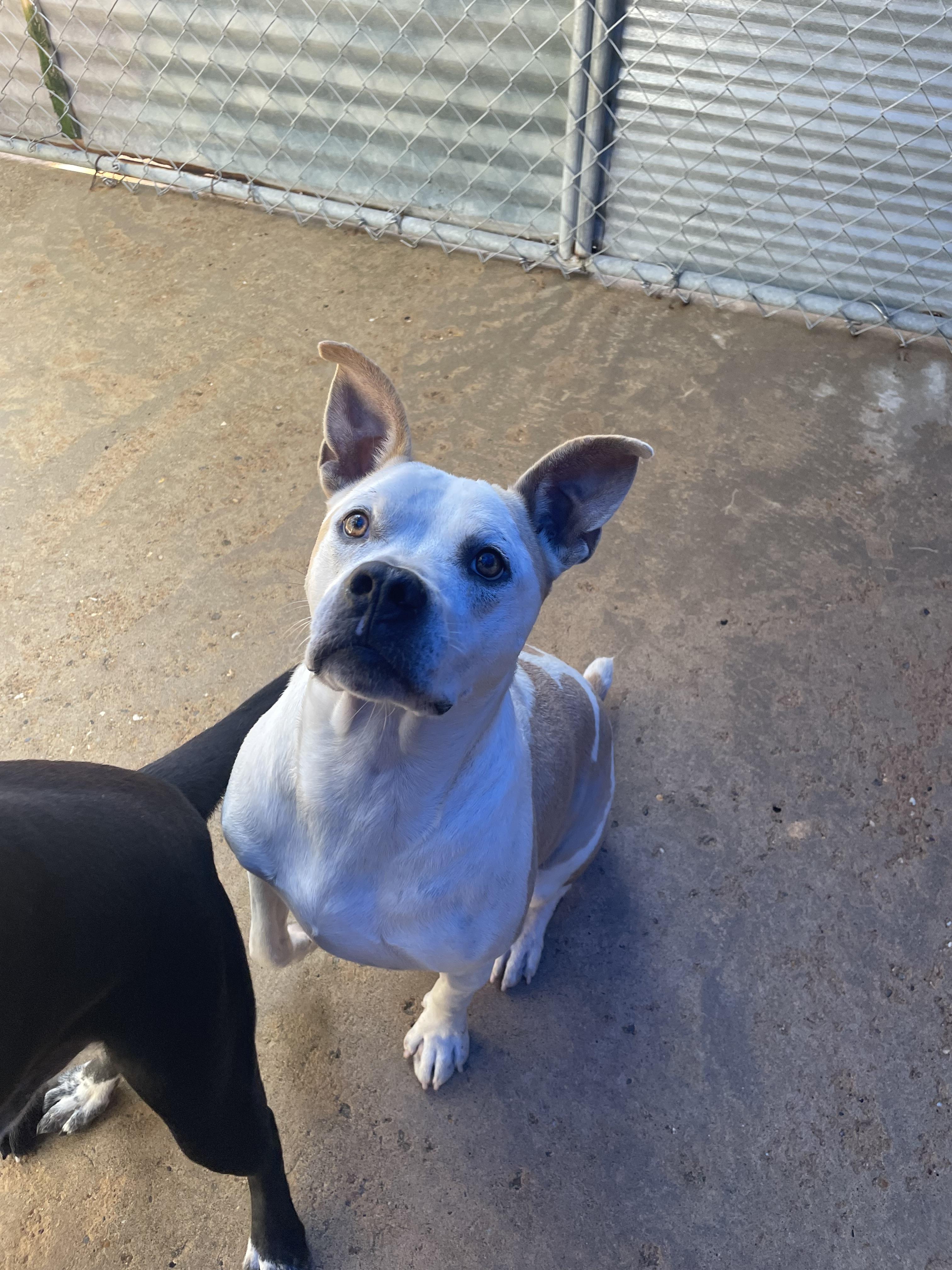 Gus, an adoptable Terrier in Ruston, LA, 71270 | Photo Image 5