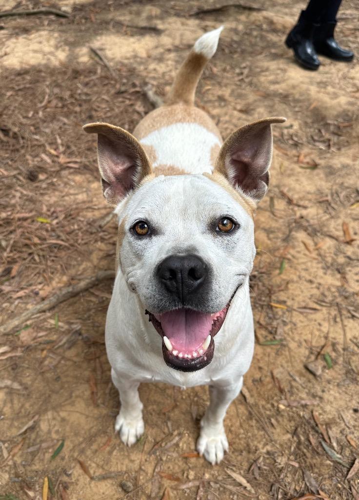 Gus, Adoptable, Adult Male Terrier.