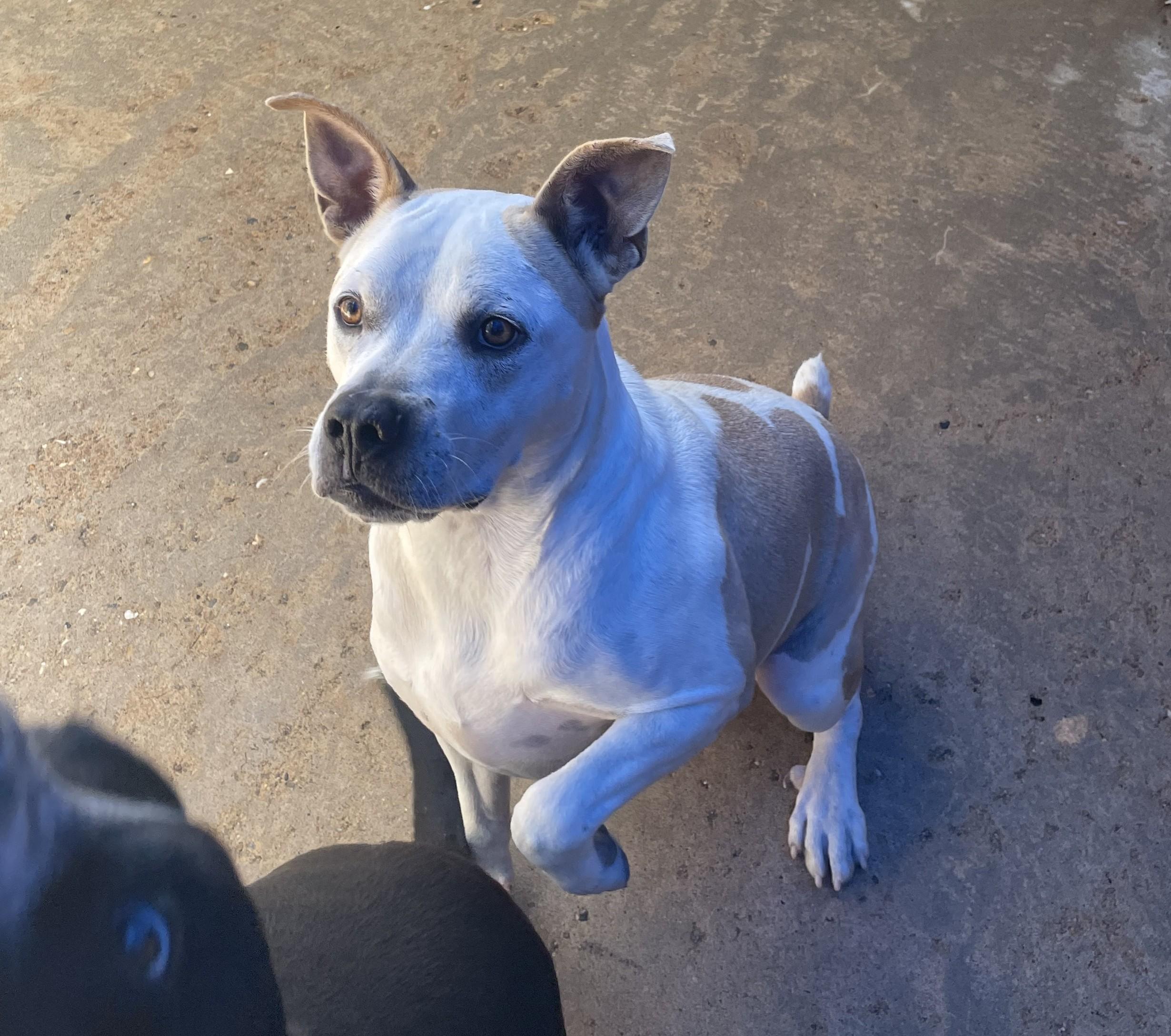 Gus, an adoptable Terrier in Ruston, LA, 71270 | Photo Image 4