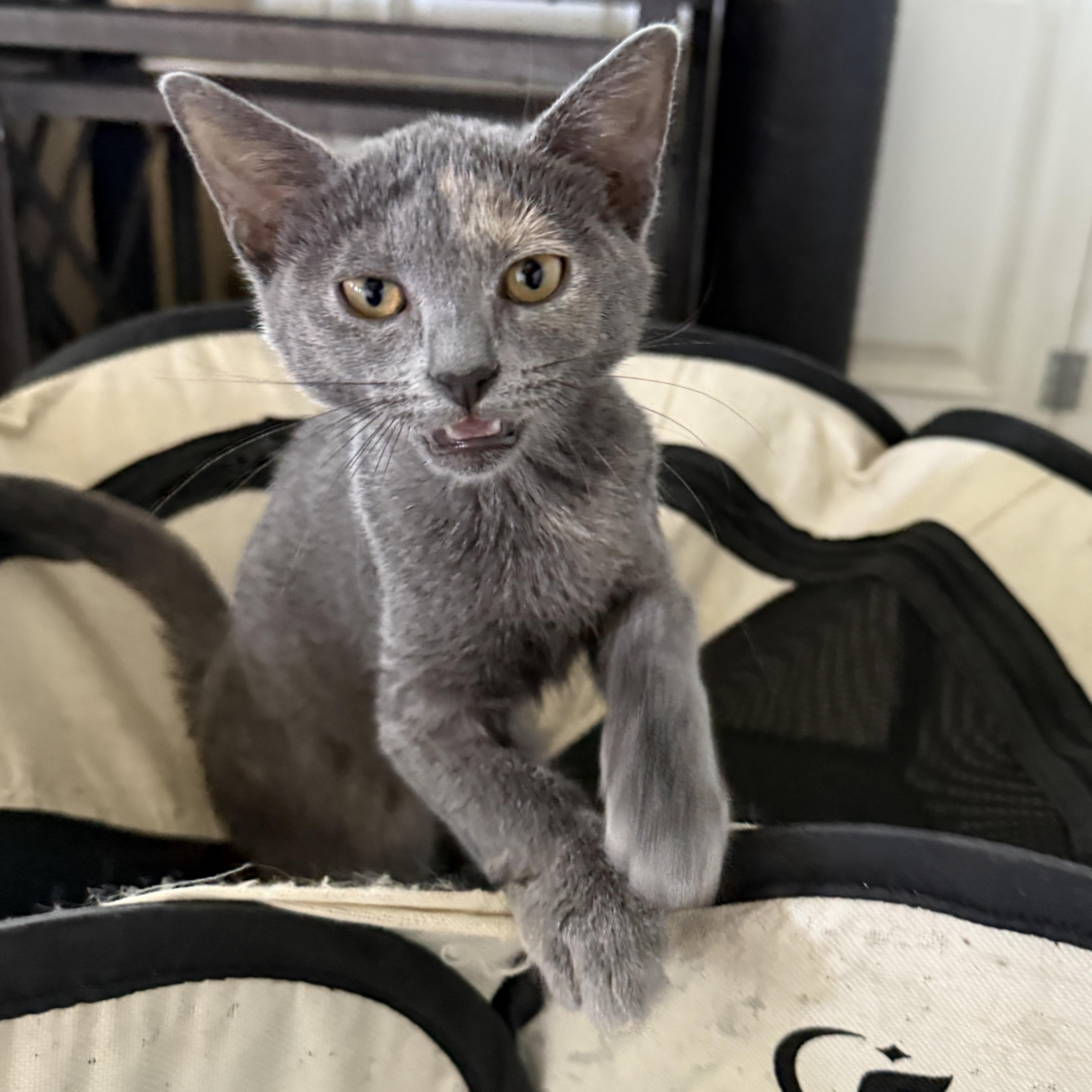 Enlarge Lucy, a Adoptable Dilute Tortoiseshell in New Smyrna Beach, FL image 1/6