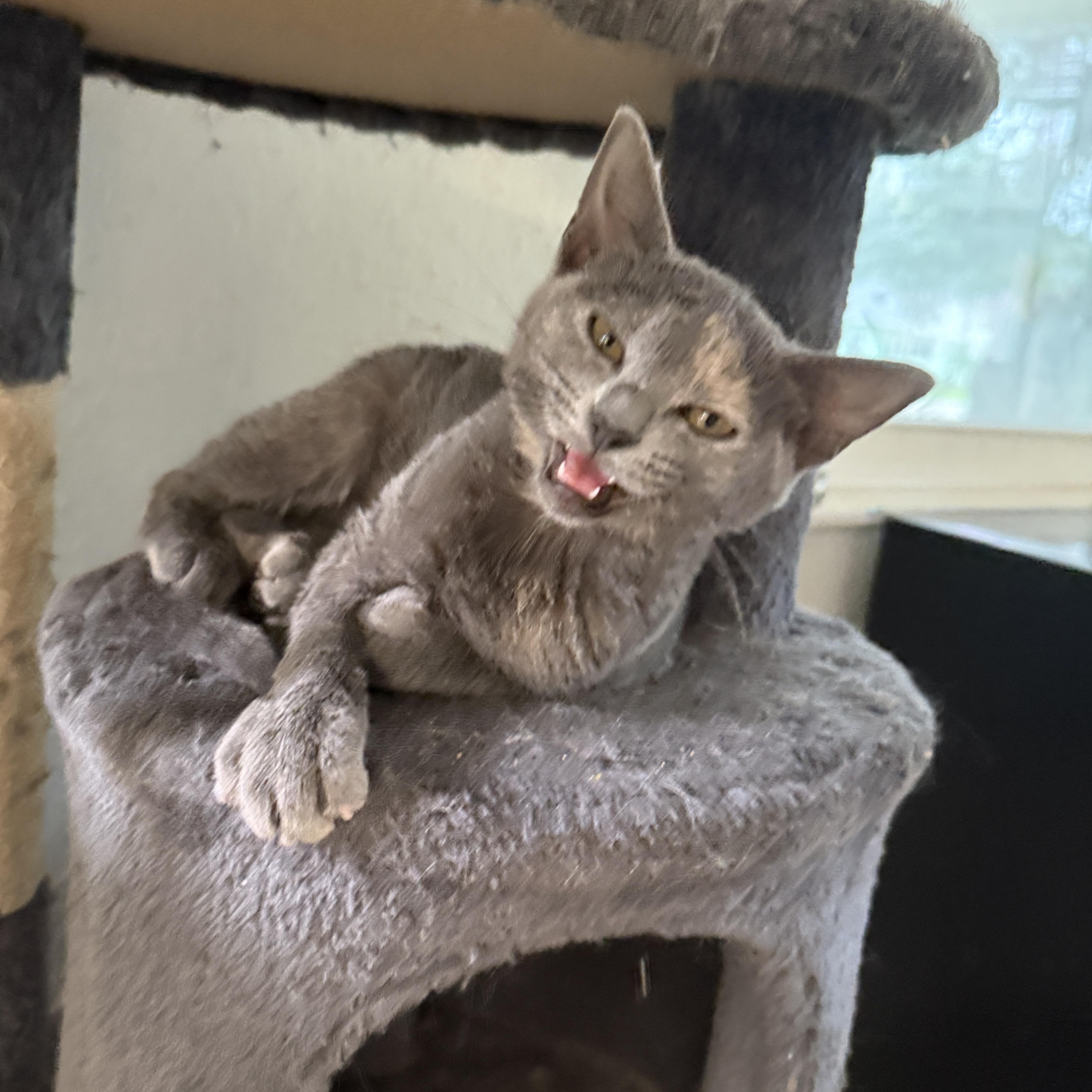 Enlarge Lucy, a Adoptable Dilute Tortoiseshell in New Smyrna Beach, FL image 4/6