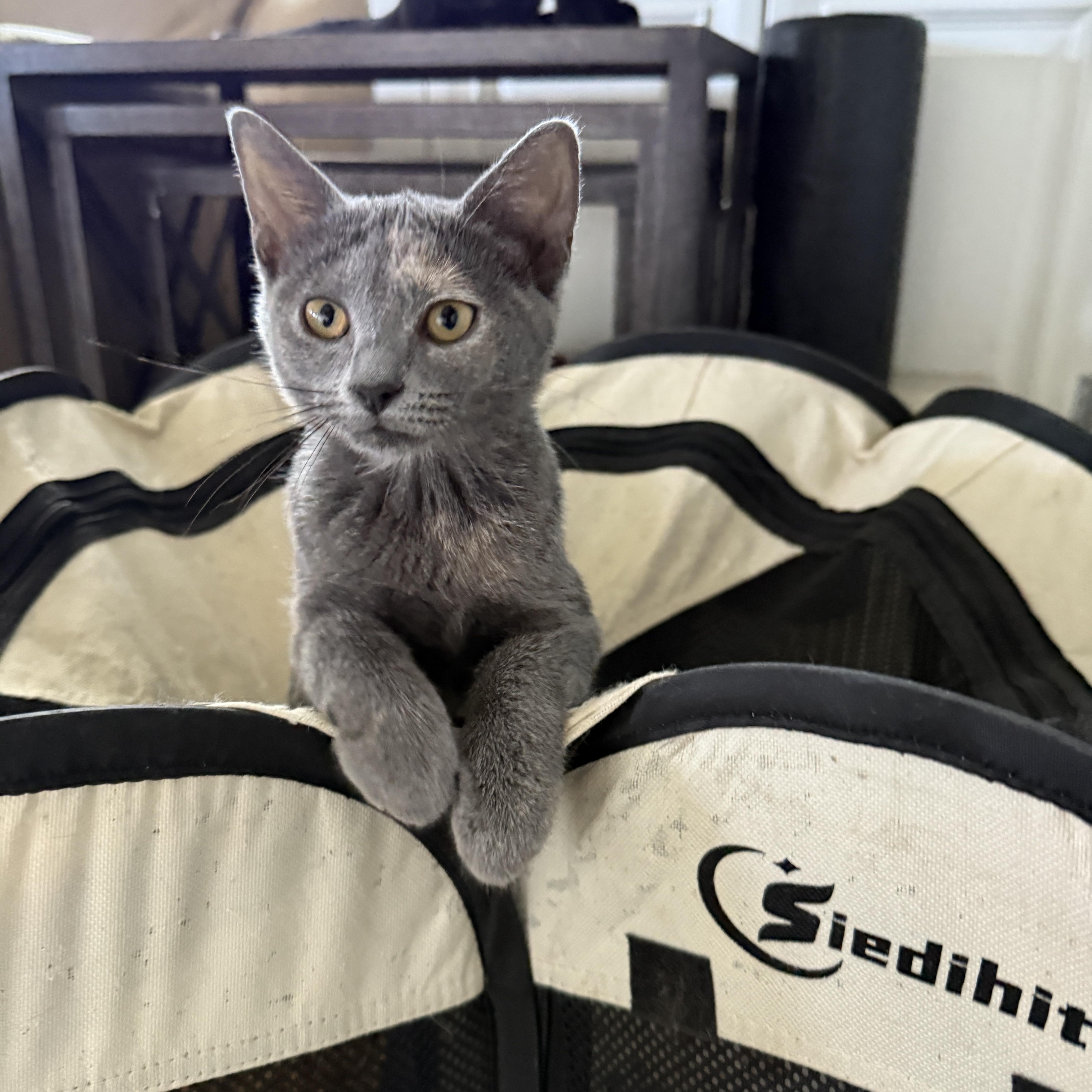 Enlarge Lucy, a Adoptable Dilute Tortoiseshell in New Smyrna Beach, FL image 5/6