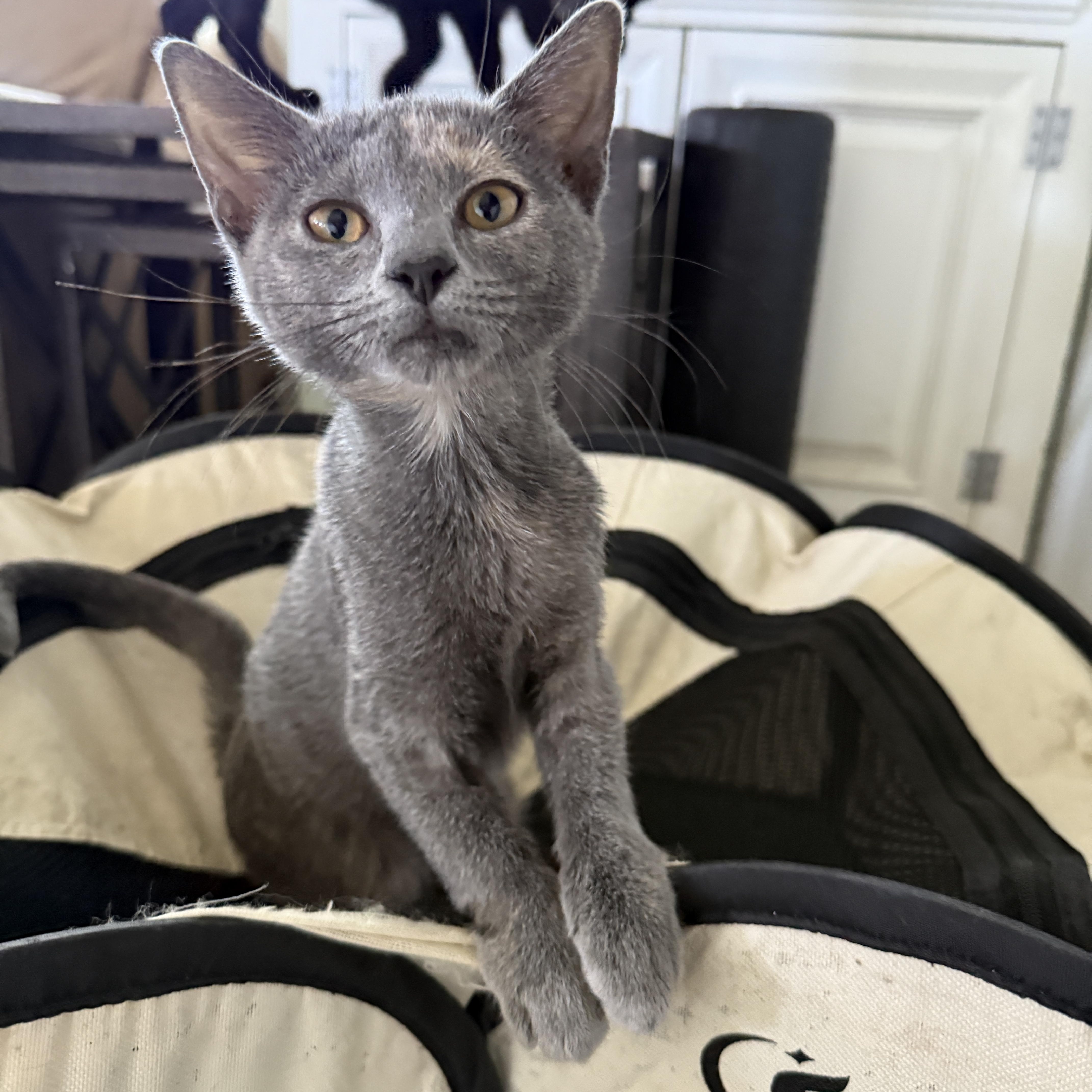 Enlarge Lucy, a Adoptable Dilute Tortoiseshell in New Smyrna Beach, FL image 3/6