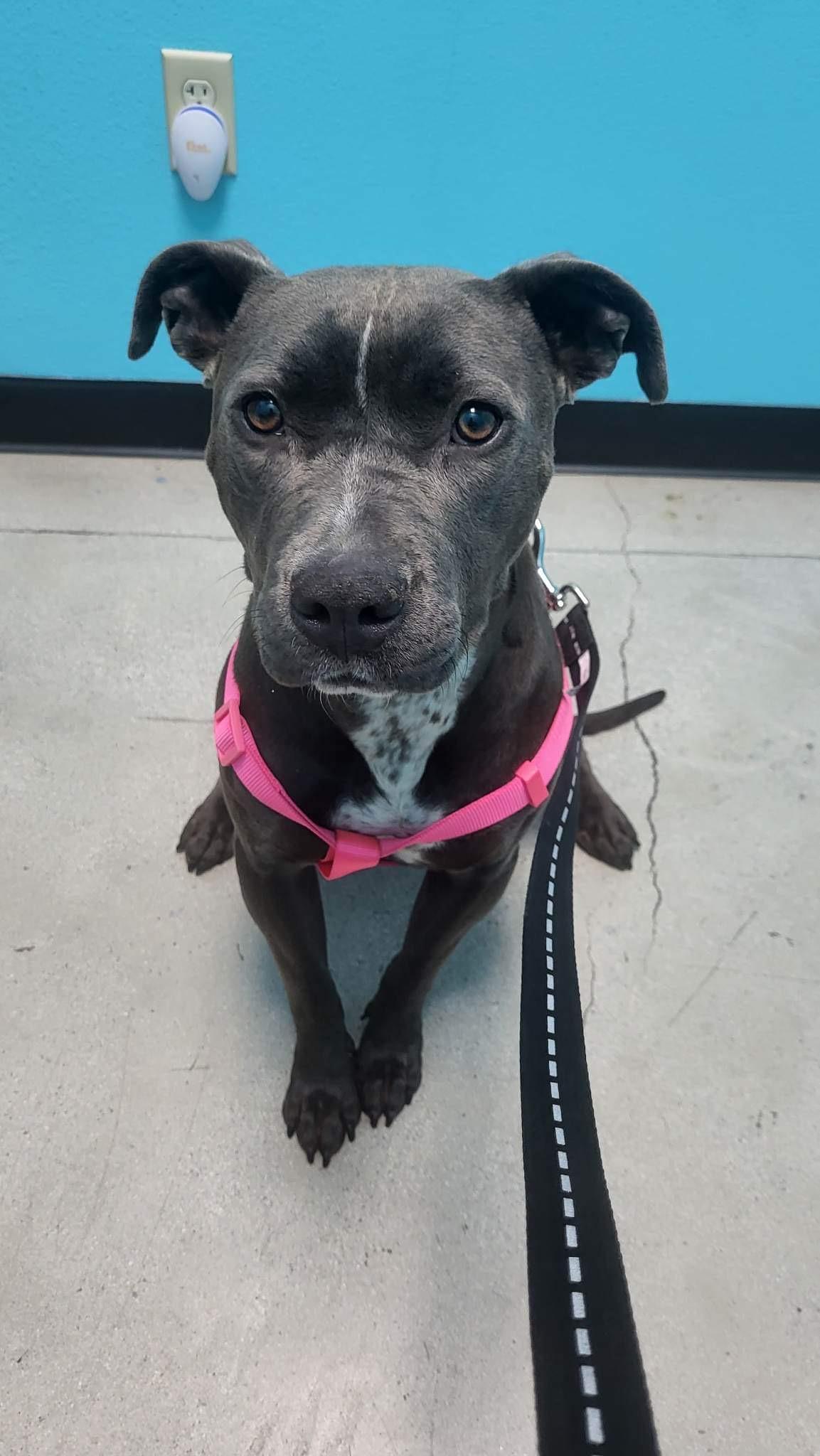 Venus, Adopted, Adult Female Pit Bull Terrier.