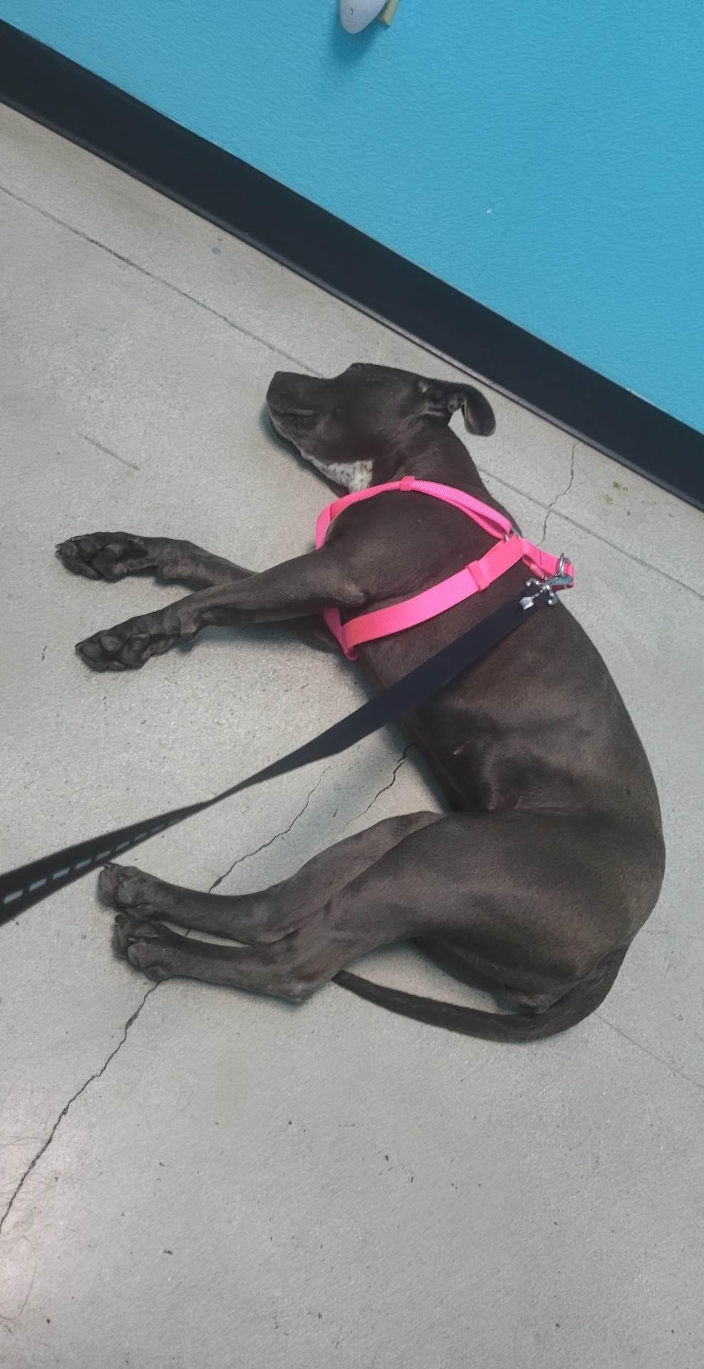 Enlarge Venus, a Adopted Pit Bull Terrier in Arlee, MT image 2/5