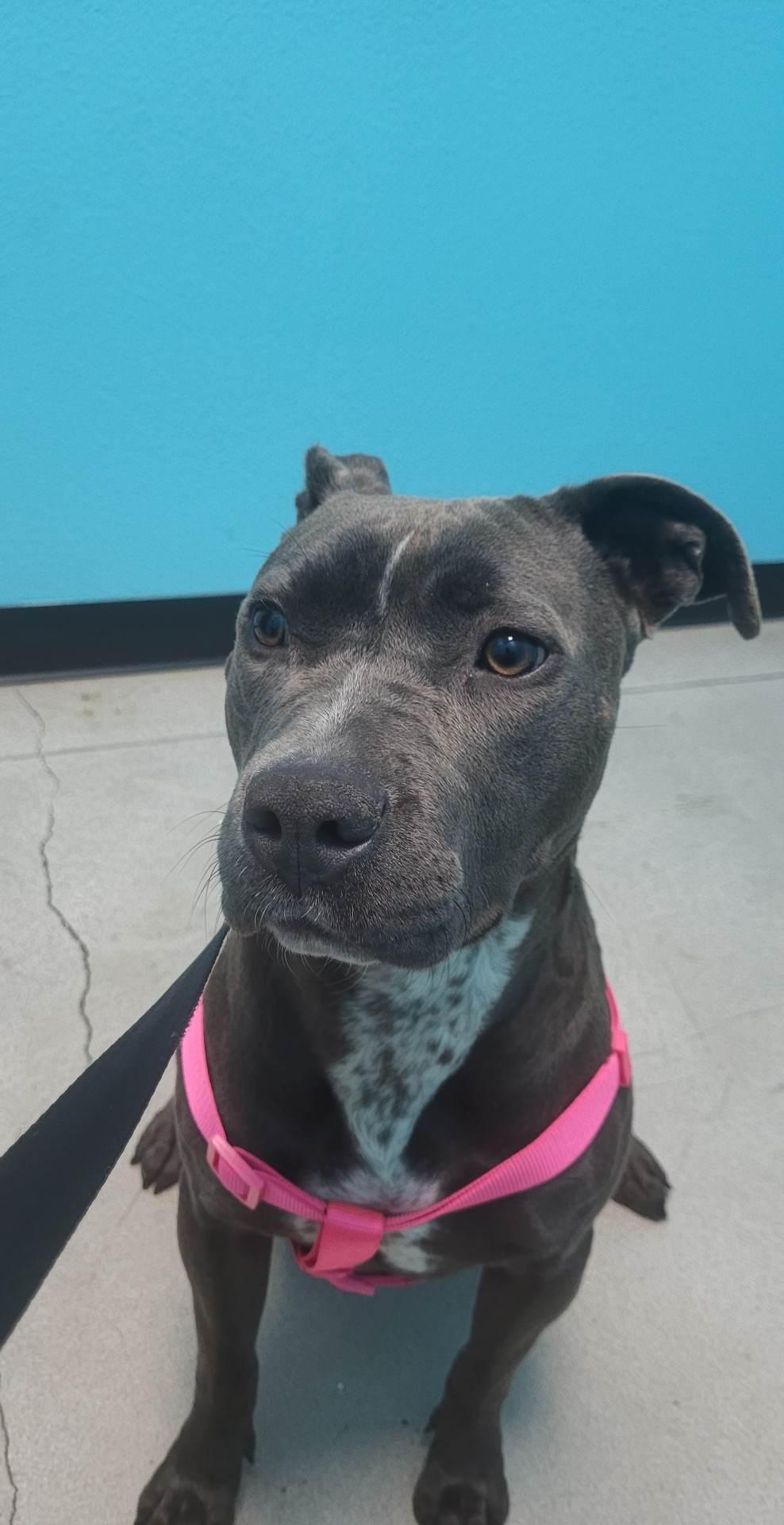 Enlarge Venus, a Adopted Pit Bull Terrier in Arlee, MT image 3/5