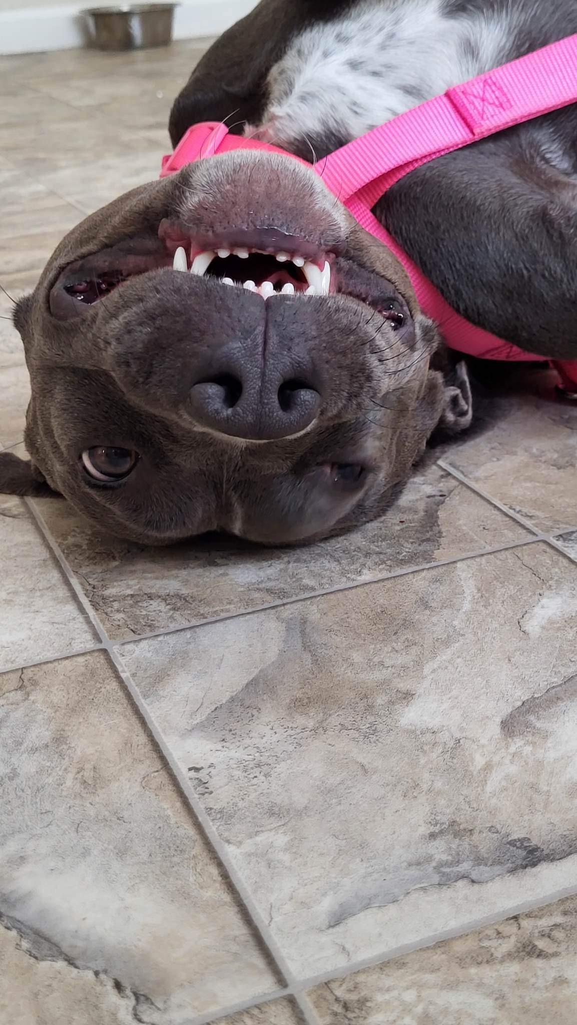 Enlarge Venus, a Adopted Pit Bull Terrier in Arlee, MT image 4/5