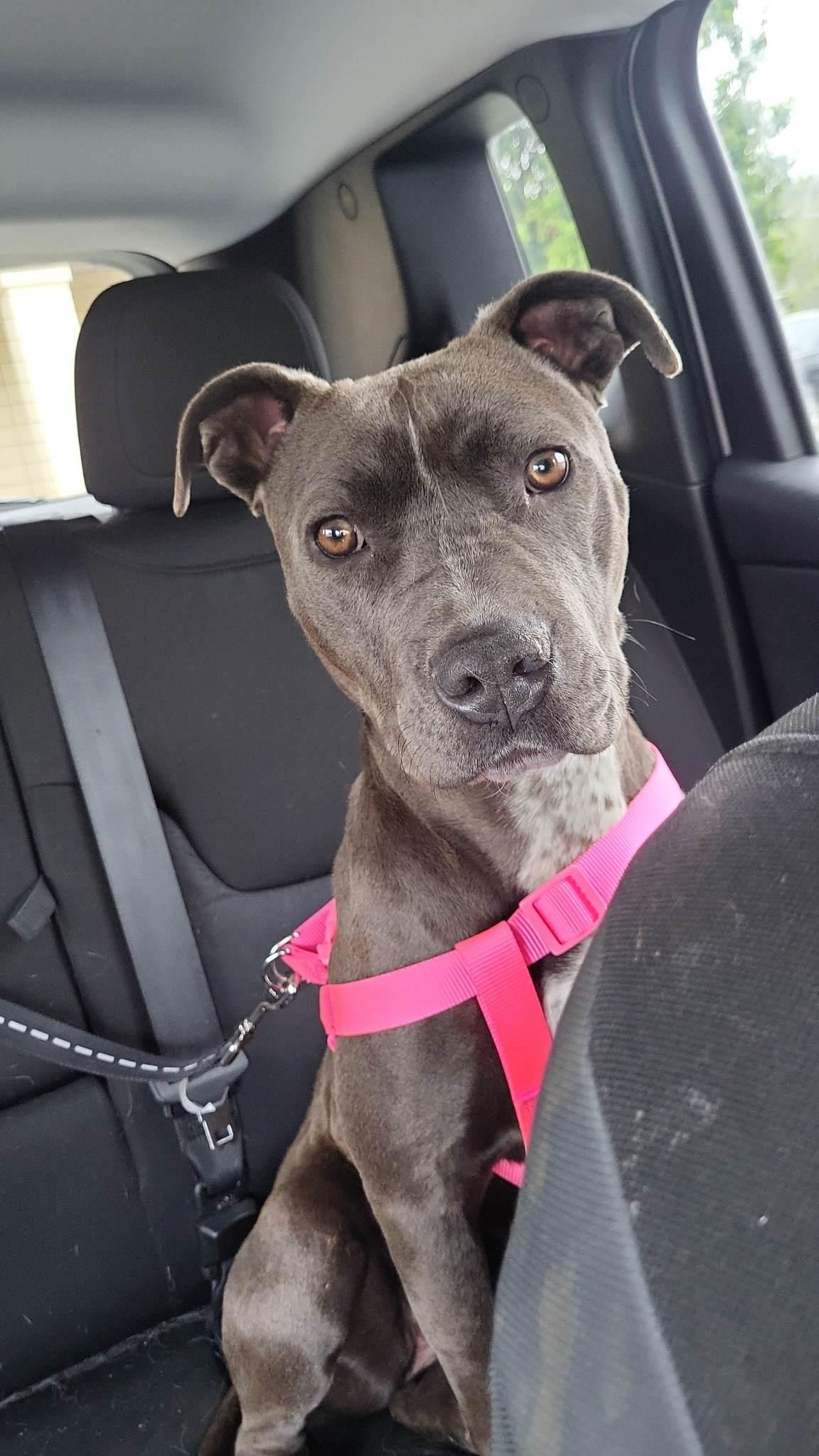 Enlarge Venus, a Adopted Pit Bull Terrier in Arlee, MT image 5/5