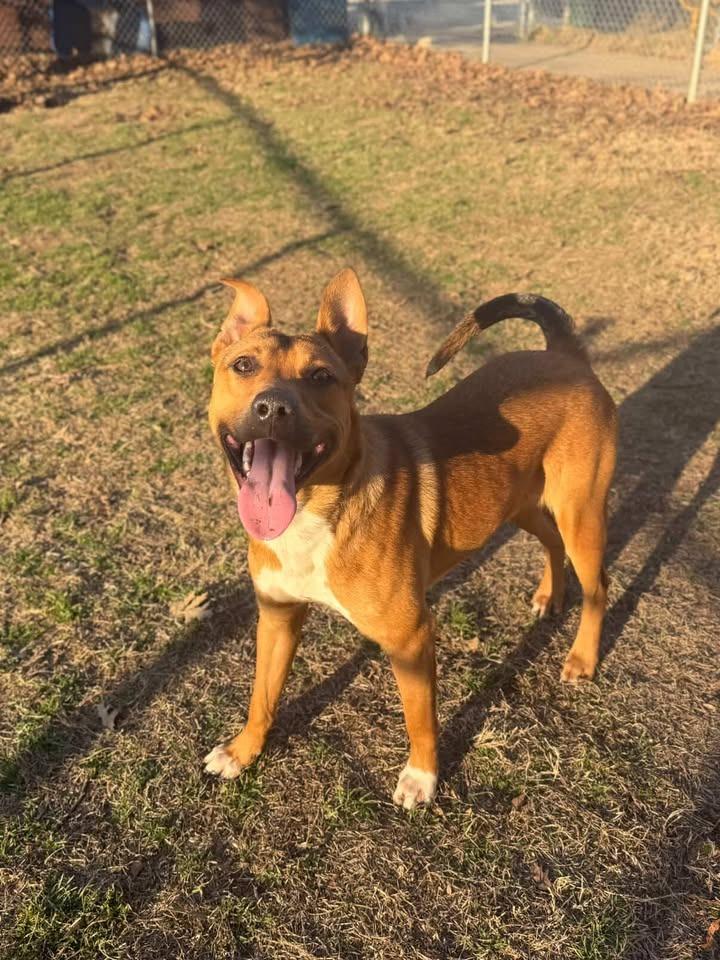 Lotto, Adoptable, Adult Male Black Mouth Cur.